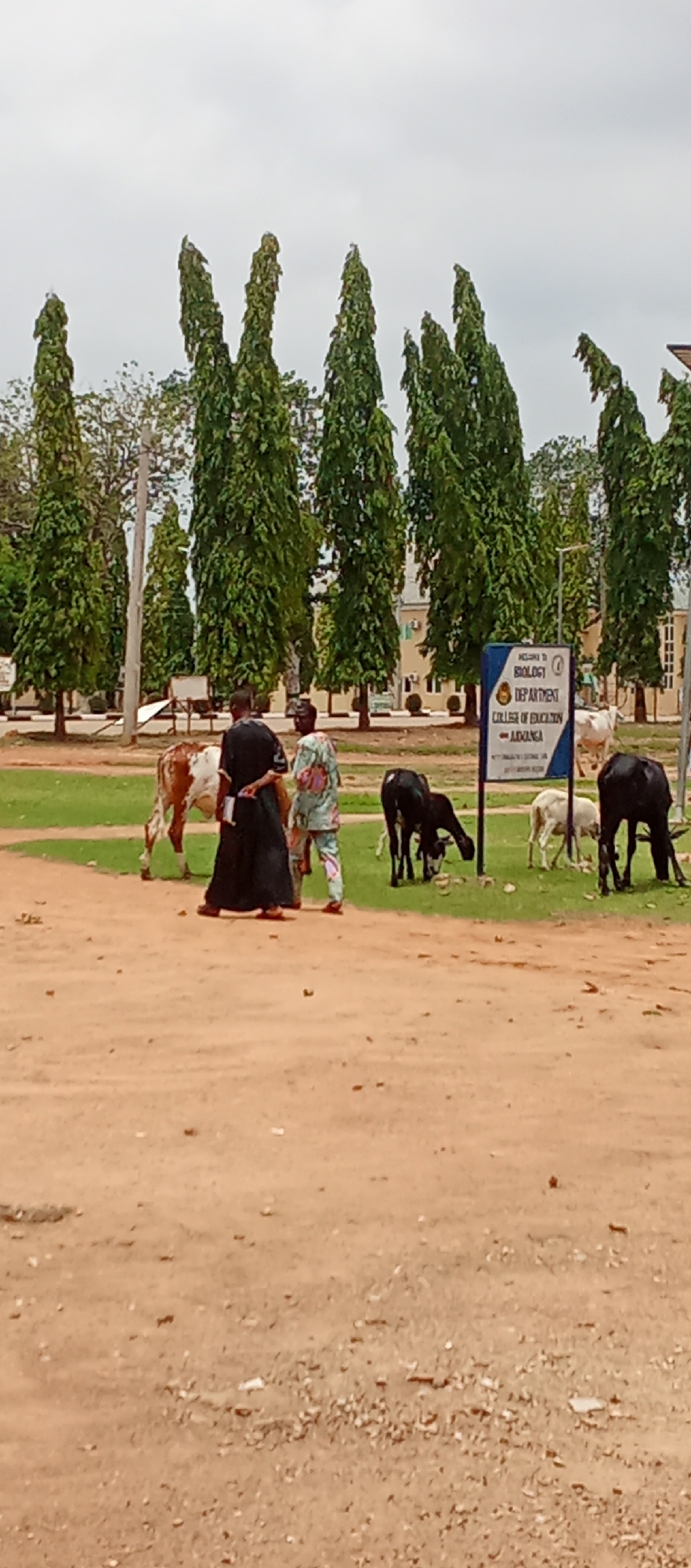 In Akwanga, Nigeria, outside the Biology Department of the College of Education, two people walk near grazing cows and goats. One person is wearing a black robe, and the other is wearing colorful patterned clothing. The animals are grazing on a green lawn near a sign for the Biology Department. The background shows tall trees and a building. The foreground is a dirt ground.