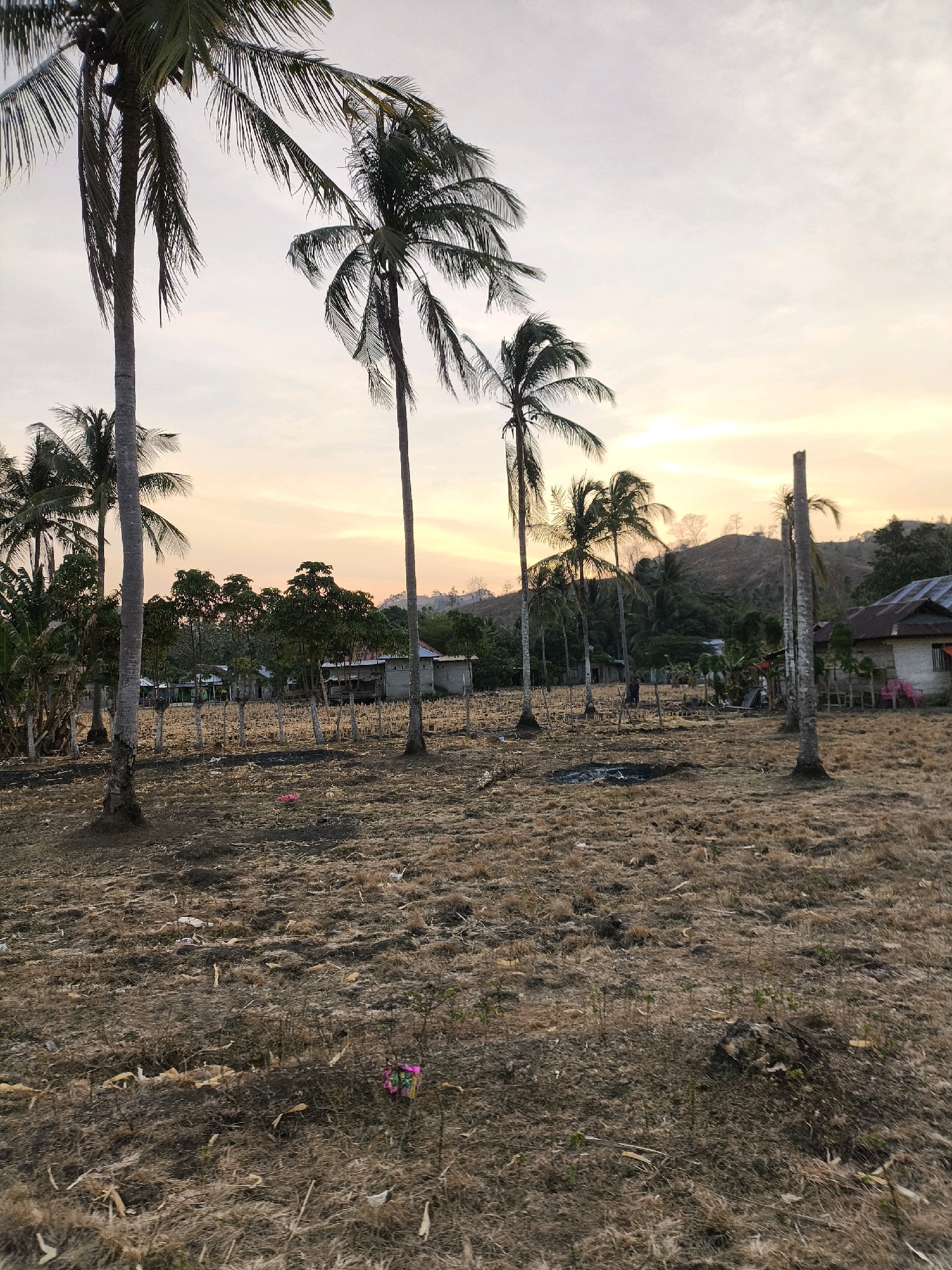 In a rural setting in Indonesia, tall palm trees stand against a hazy, pale orange sky, indicative of either sunrise or sunset. The ground is covered with dry, brown grass and scattered debris, suggesting a parched landscape. In the background, several simple, weathered structures with corrugated metal roofs are visible, characteristic of modest dwellings or small businesses in a village. A few people are discernible among the structures and in the distance, though their activities are not clear. The overall impression is one of a quiet, somewhat neglected rural community.
