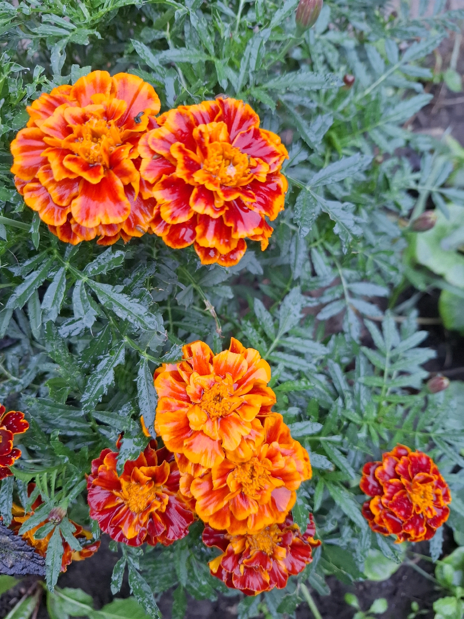This is a close-up, eye-level photograph of a cluster of marigolds in a garden. The marigolds are predominantly orange and red, with some flowers displaying a gradient of these colors. The petals are tightly packed and ruffled, giving the flowers a full, textured appearance. The foliage is a deep green, with feathery leaves that are wet, indicating recent rain or watering. The background is out of focus, showing dark soil and hints of other greenery. There are a few unopened marigold buds visible among the leaves. The scene is located in the city of Tyumen, Russia. No people are present in the image.