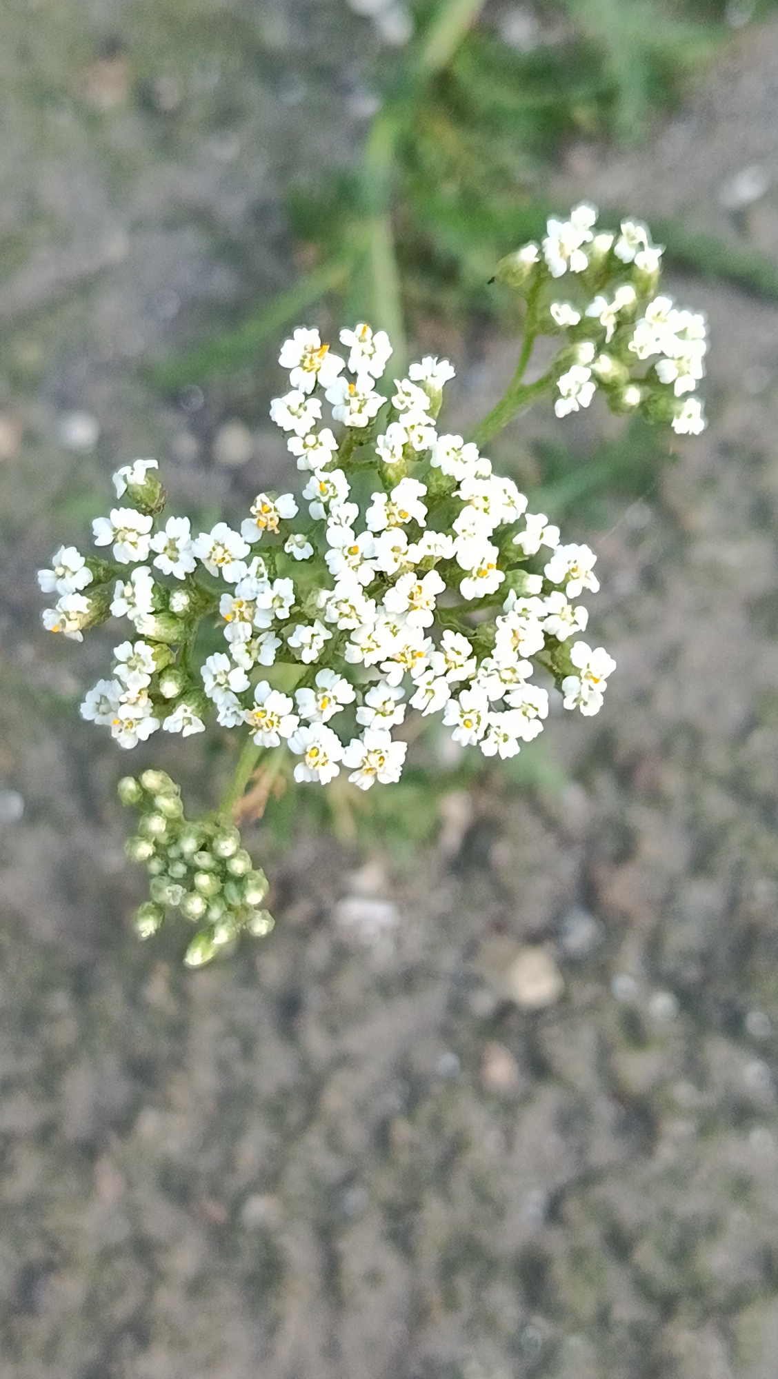 A close-up, vertical, eye-level shot captures a cluster of small white flowers with yellow centers, resembling yarrow. The flowers are in focus, with their delicate petals and stamens clearly visible. They are arranged in a corymb, a flat-topped or convex flower cluster. Below the blooming flowers, a smaller cluster of unopened green buds is visible, suggesting ongoing growth. The background is softly blurred, showing patches of sandy or gravelly ground and hints of green vegetation, indicating an outdoor natural setting. The lighting appears to be natural daylight, possibly overcast, as there are no harsh shadows. The image does not contain any discernible elements that would indicate its location within the city of Kostanay, Kazakhstan, or any specific human activity or interaction.