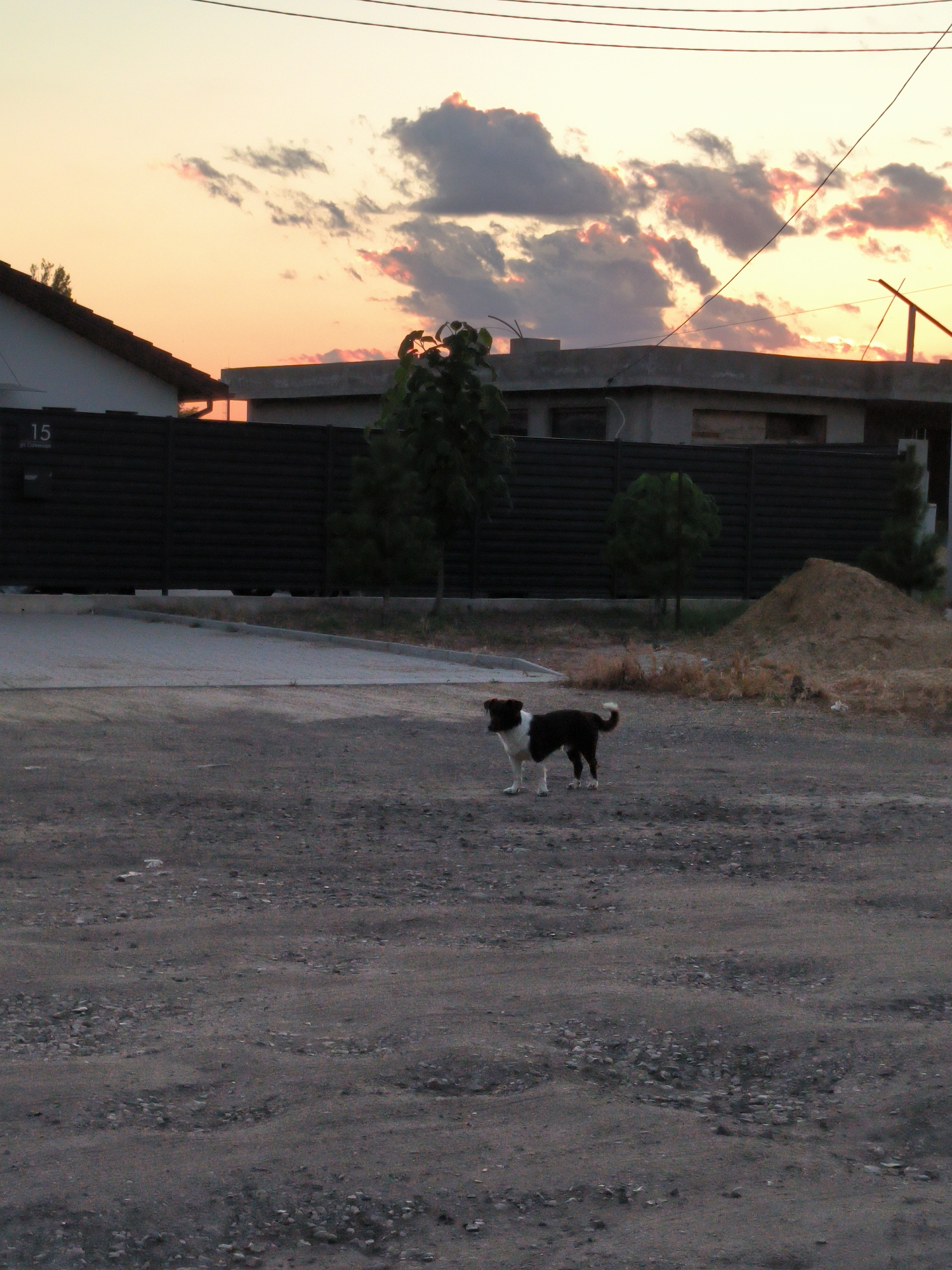 The image depicts an outdoor scene in Tiraspol, Moldova, likely during sunset. In the foreground, a dirt and gravel ground is visible, with patches of dry grass and sparse vegetation. A medium-sized dog, predominantly black with white markings on its chest, legs, and tail, stands in the middle of the frame, facing left. Behind the dog, a dark, ribbed fence runs horizontally across the image. Beyond the fence, residential buildings with flat roofs are partially visible, their facades a muted concrete gray. The sky above is a soft gradient of orange and pink hues, characteristic of a sunset, with scattered clouds tinged with the same colors. Overhead, power lines are strung across the sky. A small pile of dirt or sand is situated to the right of the fence.