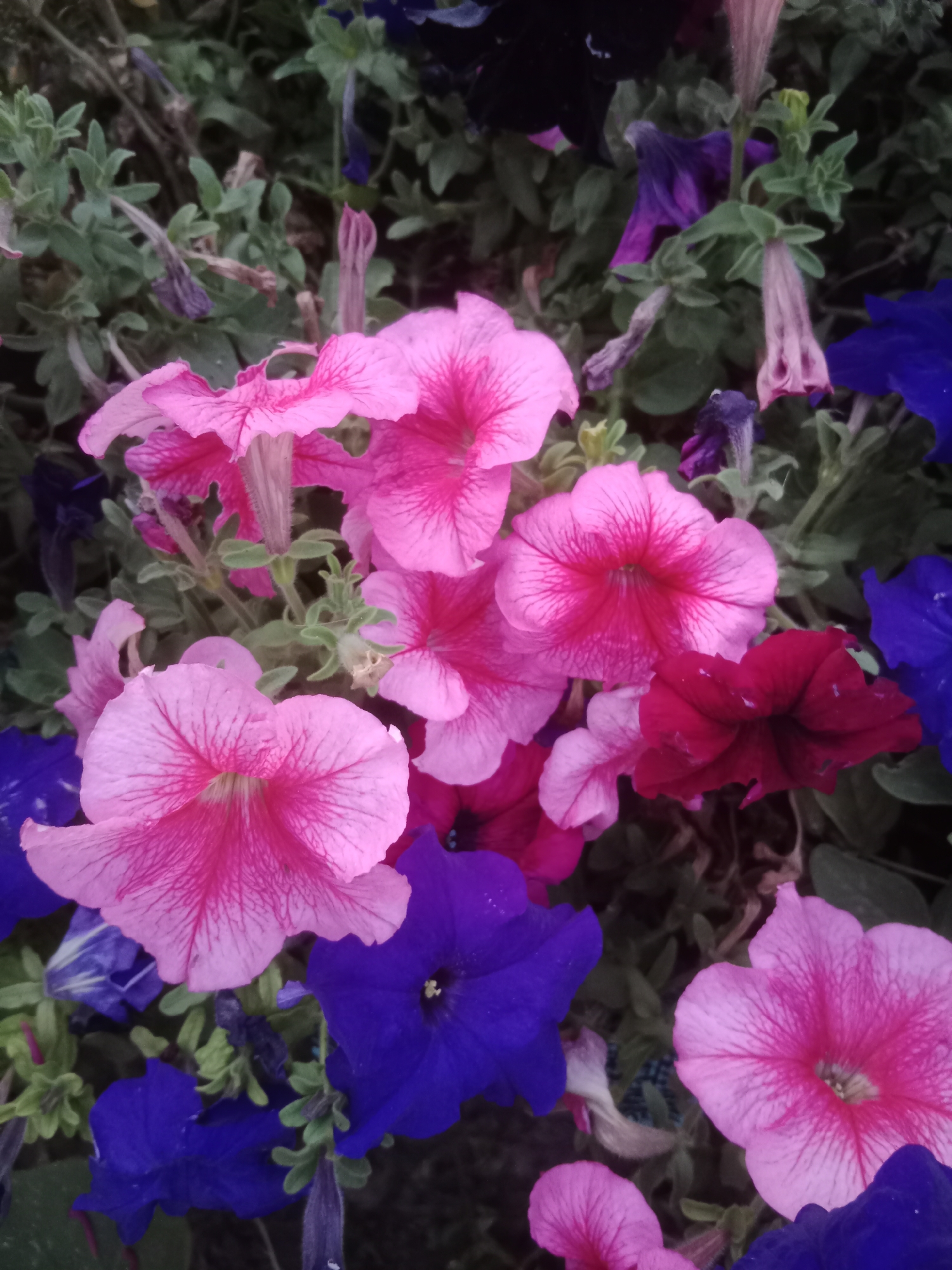 A high-angle, close-up shot shows a dense cluster of petunias in various shades of pink, dark pink, and royal blue. The flowers are in bloom, with some showing intricate veining on their petals. The surrounding foliage is a dark green and appears slightly out of focus. The scene is likely an outdoor garden or floral display in the Макаров ауылдық округі region of Kazakhstan. There are no people or animals visible in the image.