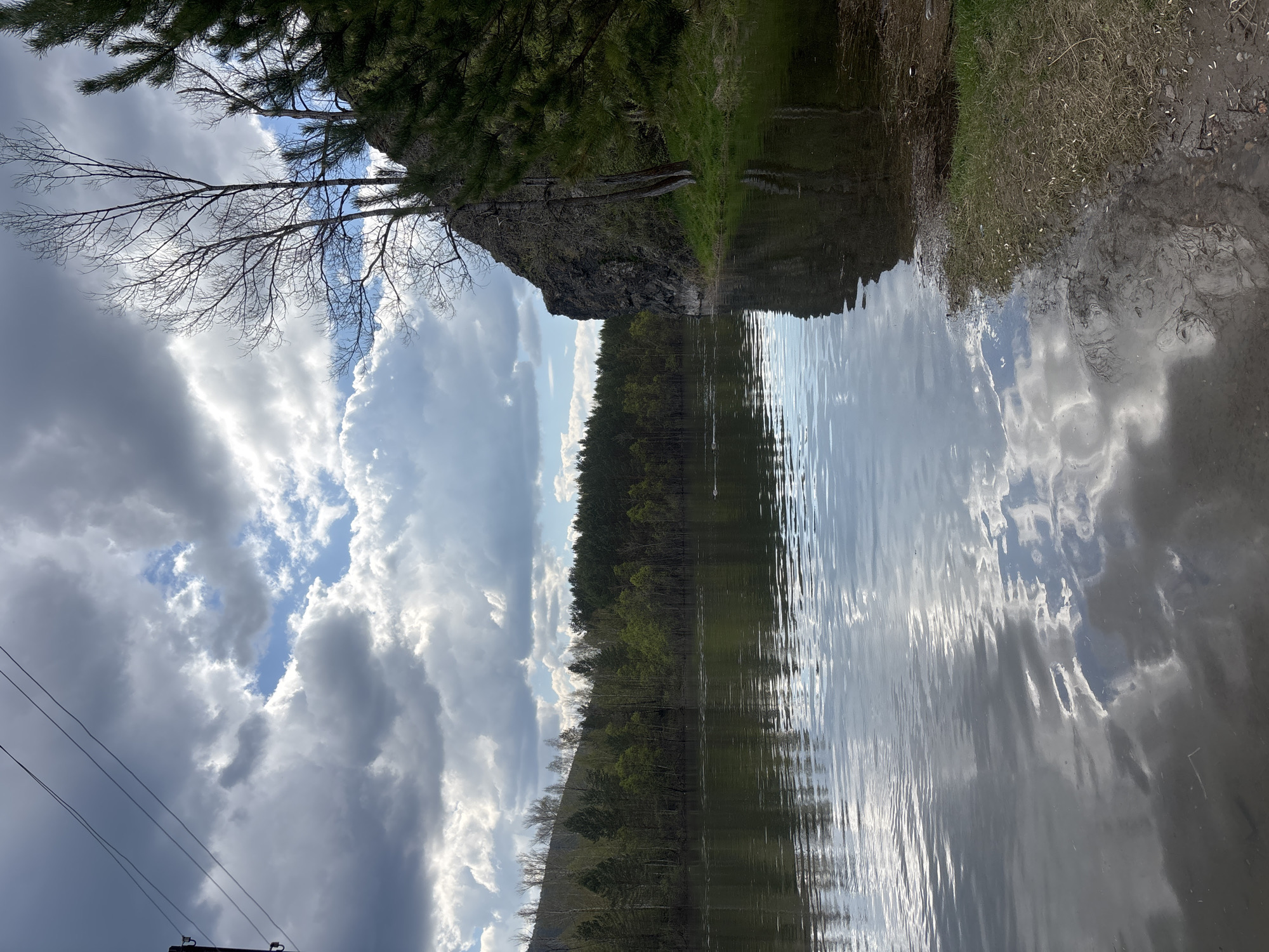 The image depicts a view of the Yenisey River in Krasnoyarsk, Russia. The river's surface reflects the sky, which is filled with cumulus clouds. A forest lines the opposite bank, and a rocky outcropping is visible on the near bank. A bare tree branch extends into the frame from the top left corner. Power lines are seen in the lower left of the frame. Patches of grass and bare earth border the river on the right side of the image.