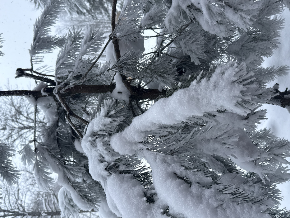 The image captures a close-up, vertical shot of pine tree branches heavily laden with fresh snow and hoar frost, creating a pristine winter scene. The primary subject is a cluster of dark brown, almost black, branches and their evergreen needles, which are entirely encased in a thick layer of white snow and delicate, feathery frost.
The snow appears soft and powdery, forming rounded, undulating mounds on top of the branches and needles. Each individual pine needle is distinctly outlined and thickened by a coating of tiny ice crystals, giving them a fuzzy, almost ethereal appearance. This crystalline frost is particularly evident on the edges and tips of the needle clusters, adding intricate detail to the white covering.
In the foreground, several large, snow-covered sections of branches crisscross the frame, some appearing as dark, gnarled lines peeking through the white. Deeper within the foliage, further branches also bear significant snow, contributing to the depth of the image. The bright, overcast sky serves as a light, almost white background, suggesting a daytime setting with diffused natural light, typical of a snowy day. In the very soft-focus background, more bare tree branches, also likely covered in frost or snow, can be vaguely discerned against the pale sky, reinforcing the outdoor, winter environment.
The overall impression is one of serene cold, quiet beauty, and the delicate intricacy of nature transformed by winter weather. There is no visible text in the image.