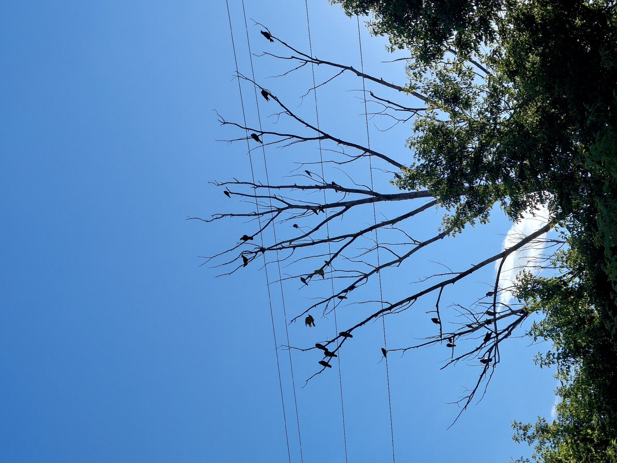 The image captures a clear blue sky above a silhouetted dead tree with several birds perched on its branches. Power lines crisscross the frame horizontally. In the foreground, lush green trees are visible, partially obscuring the lower part of the dead tree. The scene is devoid of human presence and appears to be an outdoor environment, possibly a park or a natural area within a city. The specific location of Tashkazgan, Russia, cannot be confirmed from the visual information alone.
