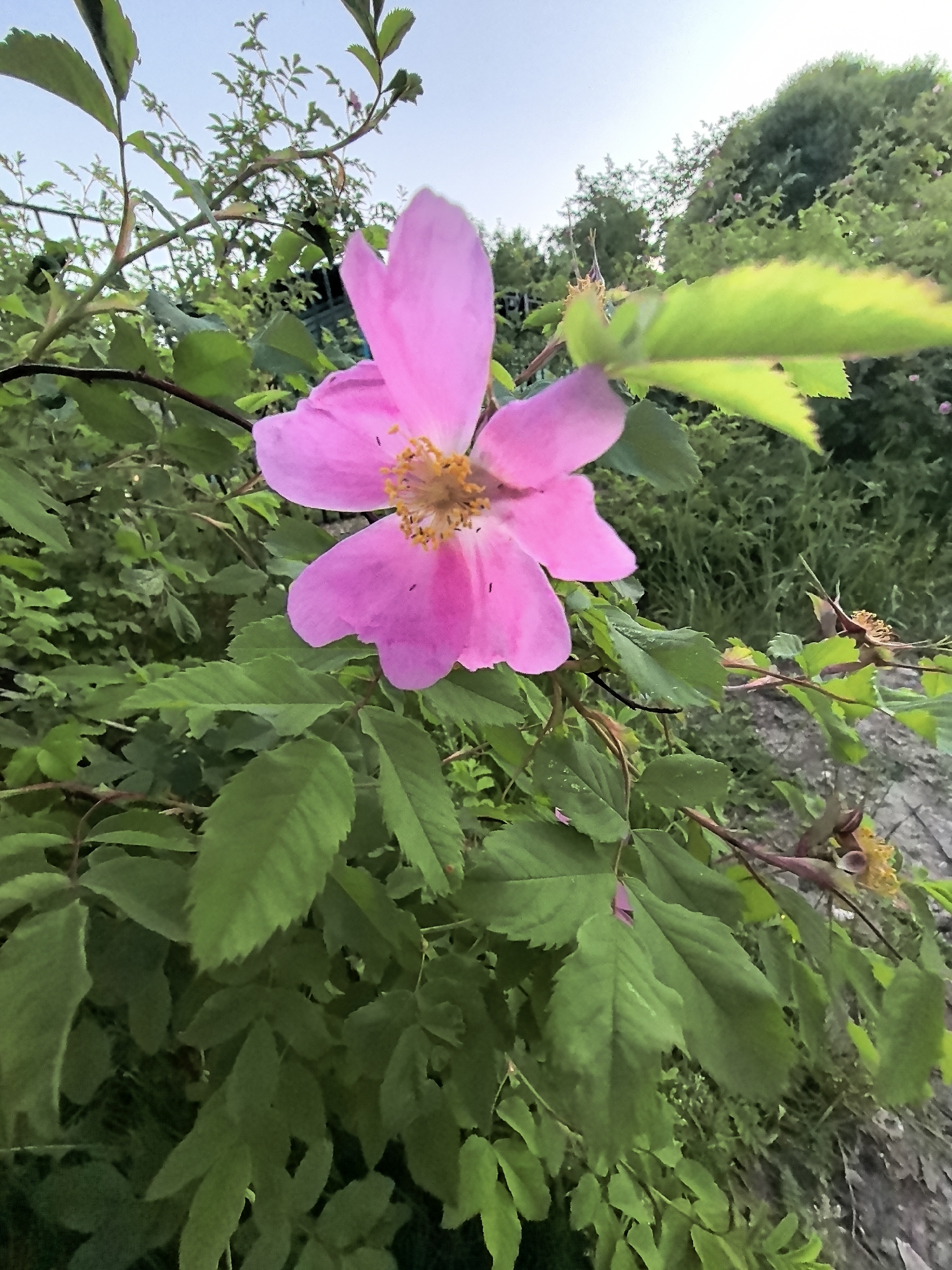A single, vibrant pink wild rose blossom with yellow stamens is in sharp focus in the foreground. The flower is surrounded by lush green foliage and thorny branches. In the background, a softly blurred landscape of greenery suggests an outdoor setting, possibly a park or a wild area. The sky above is a pale, hazy blue. The scene is likely captured in Vologda, Russia, given the context of the prompt. There are no people or animals visible in the image. The lighting suggests it is either early morning or late evening.