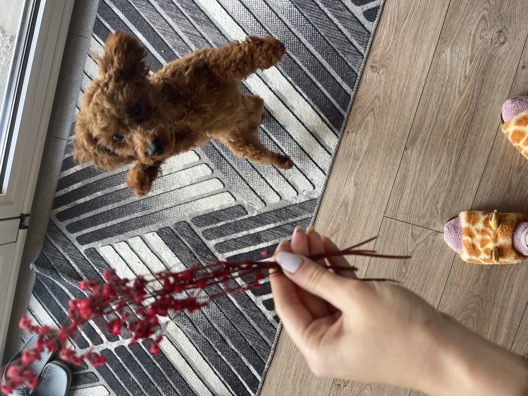 A light brown poodle lies on a grey and white patterned rug in a room with light wood floors. A person's hand holds a bundle of red berries in the foreground, partially obscuring the rug. A pair of giraffe-patterned slippers rest on the wood floor. A pair of grey slides also rest on the carpet. The location in Sofia, Bulgaria, cannot be determined from the image.