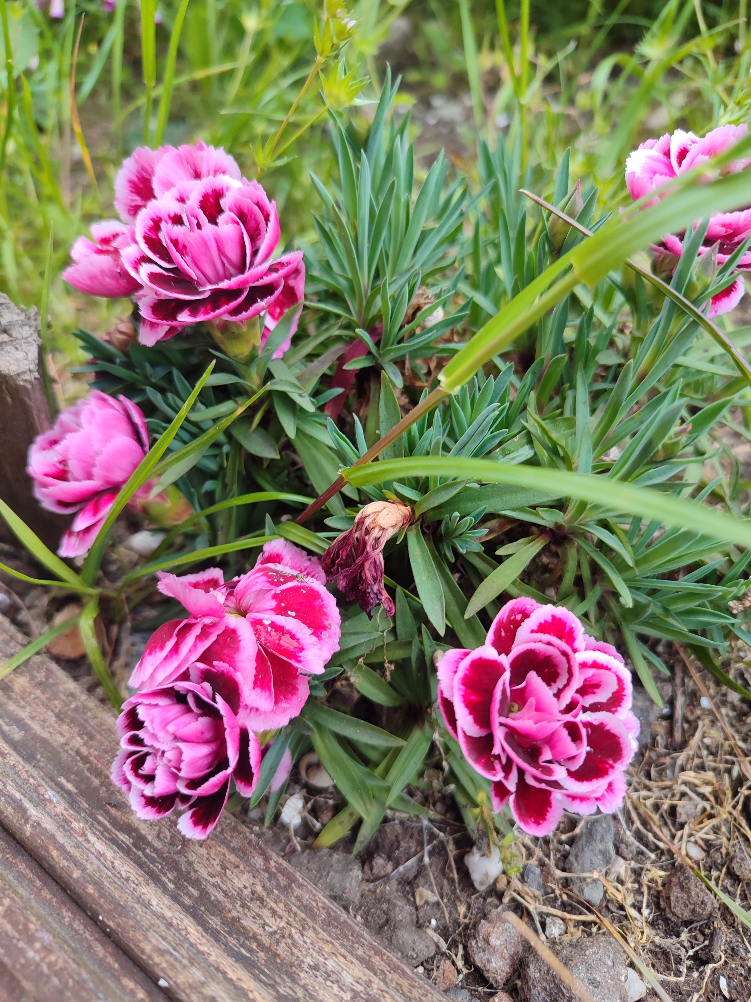 The image shows a cluster of pink and burgundy carnation flowers in a garden setting. The flowers are in various stages of bloom, with some fully open and others still budding. The green foliage of the carnation plants is visible, along with some blades of grass. The flowers are positioned near a wooden plank that appears to be part of a border or raised garden bed. The ground around the flowers is covered with small rocks and soil. The precise location cannot be verified from the image alone.