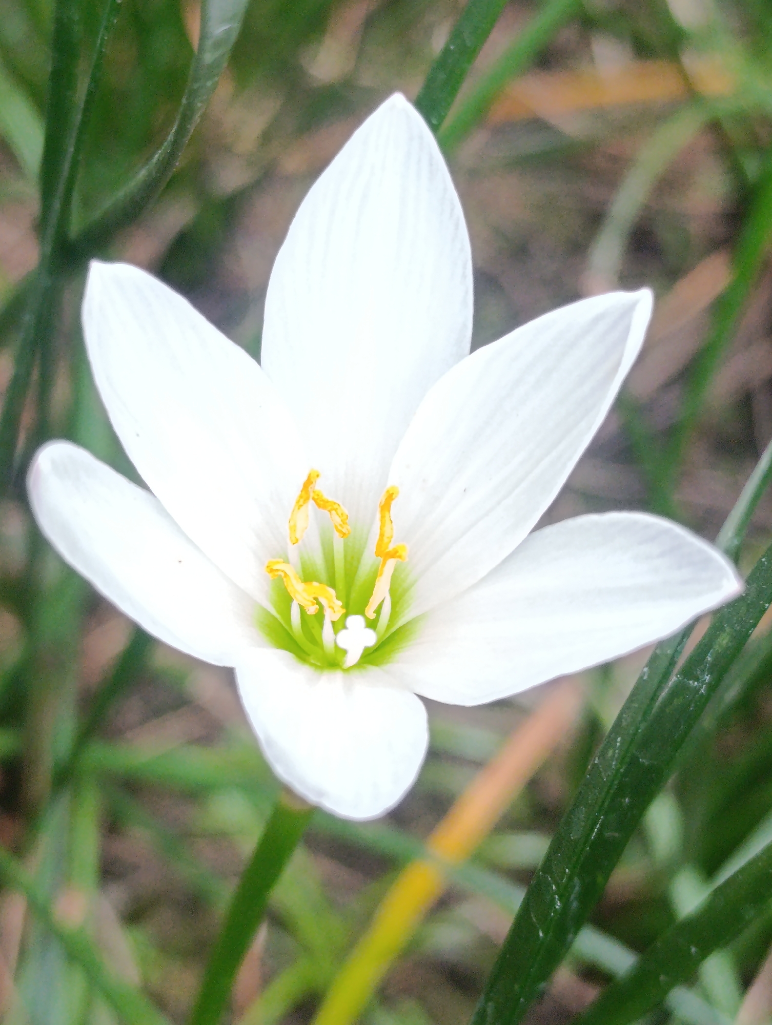 A close-up, eye-level shot captures a single white Rain Lily flower in bloom, centered against a softly blurred background of green grass and brown earth. The flower, with its delicate, pointed petals and bright yellow stamens, is the sole focus of the image. The petals are pure white and unfurled, revealing the vibrant reproductive parts at its core. The overall lighting is soft, suggesting an overcast day or dappled shade. The image was taken in the garden of a residential area in Cihanjuang, West Java, Indonesia.