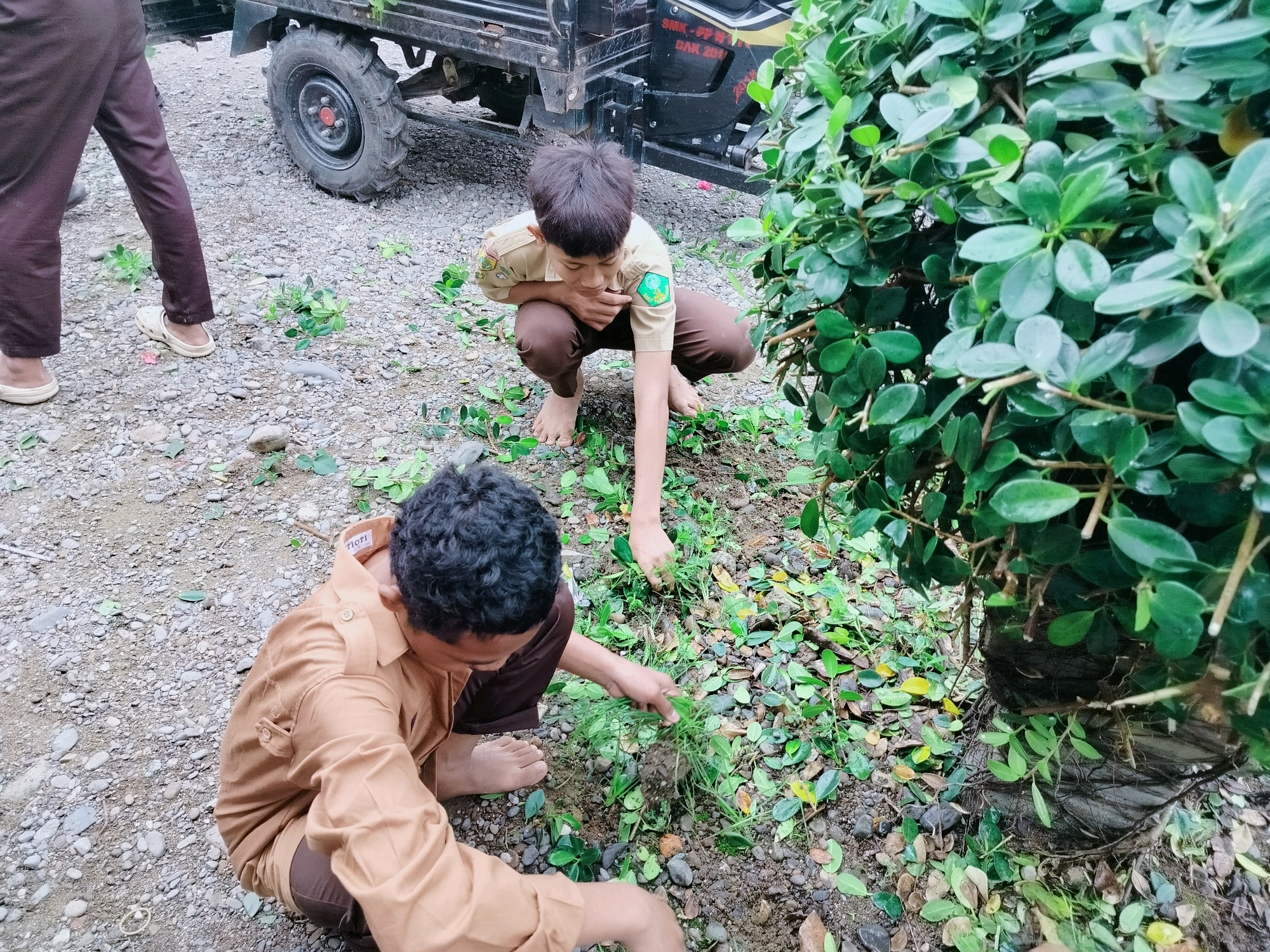 Two young males, appearing to be of school age and wearing khaki uniforms, are crouched near a dense, leafy green shrub. The ground is covered in small grey stones and fallen leaves. One of the males, on the left, is pulling at a clump of green grass with his right hand. The other male, on the right, is also engaged in manual work with the plants, with his hands near the base of the shrub. In the background, a black agricultural vehicle with a large tire is visible. The scene suggests an outdoor activity, possibly related to gardening or school grounds maintenance, in an area with gravelly soil. Based on the uniforms and the presence of the agricultural vehicle, this scene likely takes place in Purwodadi, Indonesia, possibly on school grounds or a similar public space.