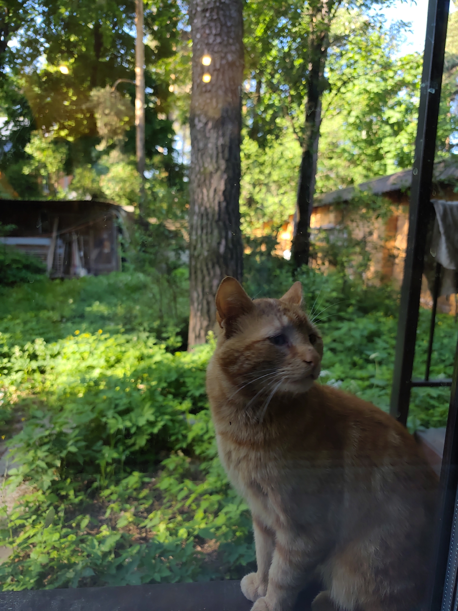 The image shows an orange tabby cat indoors, looking out a window at a green, overgrown yard. In the background are trees and structures, possibly sheds or outbuildings. The location is identified as Tomilino, Russia, based on other context. The cat is seated on a ledge or sill in front of the window, gazing to the right of the frame. The lighting is diffused, suggesting either an overcast day or the interior of a shaded area. There are blurry reflections on the window.