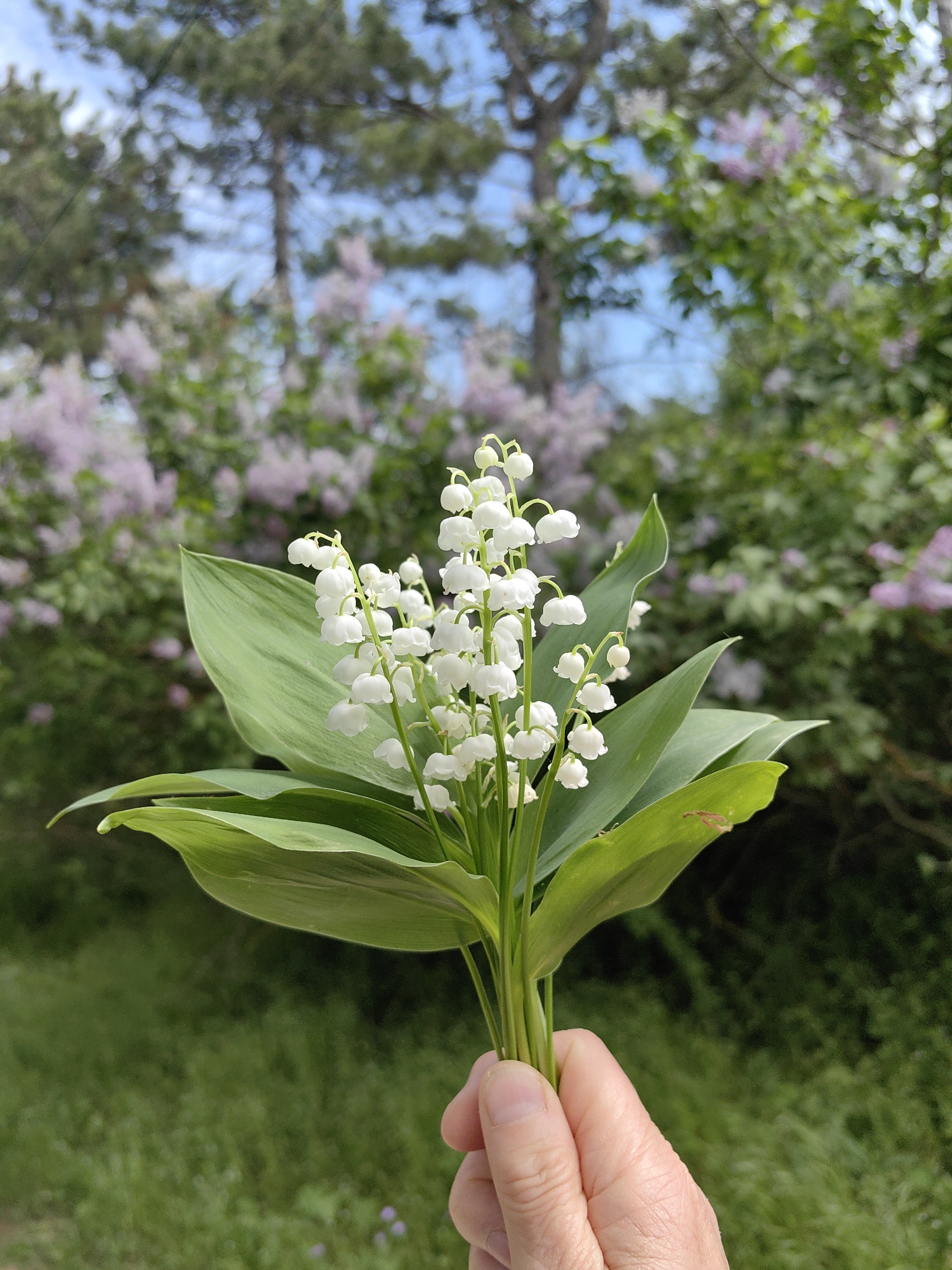 The image depicts a hand holding a small bouquet of lily of the valley flowers. The flowers are white and bell-shaped, with green leaves. The background is blurry but appears to be a garden or park with trees and lilac bushes. The location is presumed to be in the city of Ароматновское сельское поселение, Ukraine. There are no other people or subjects visible in the image.