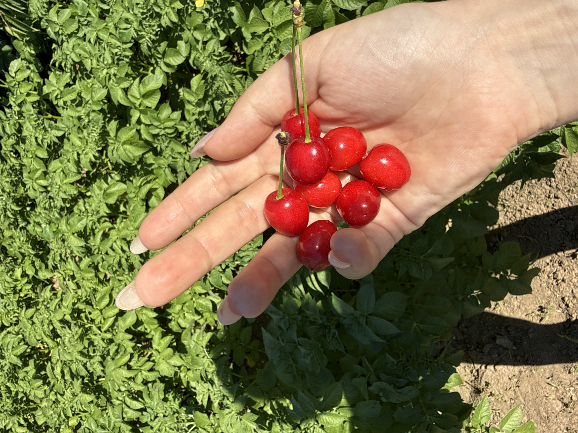 A pale-skinned human hand holds seven red cherries with green stems. The hand is set against a background of green plants. A patch of bare, light-brown soil with plant shadows is visible to the right of the hand. The location is unknown, so cannot be confirmed to be Valchedram, Bulgaria.