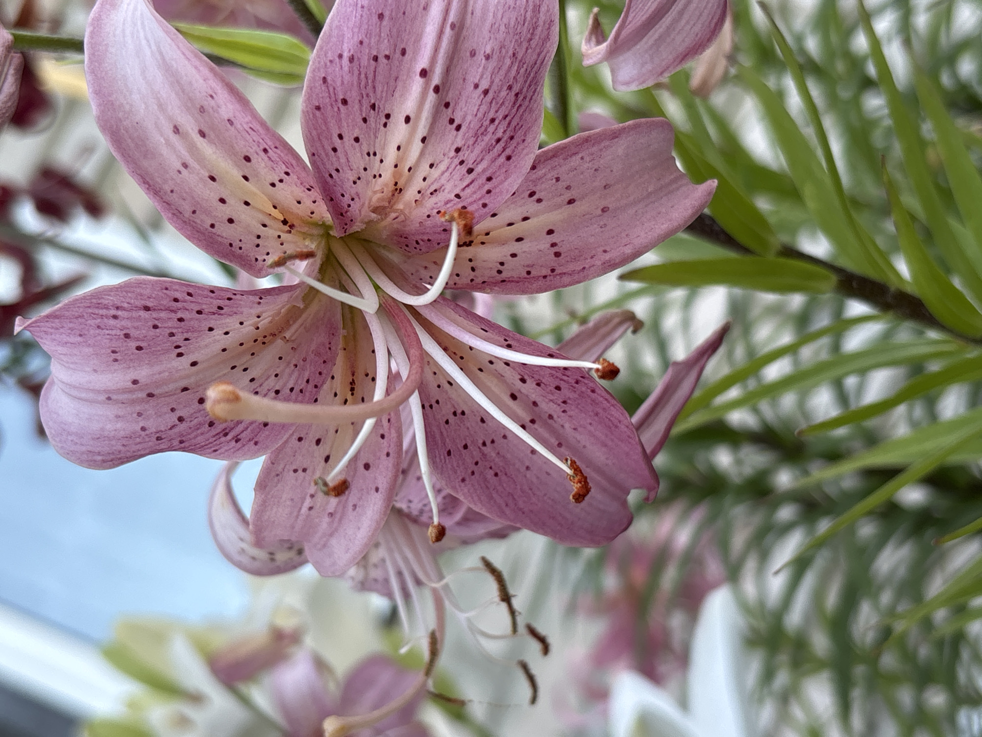 This is a close-up, eye-level, outdoor, natural light photograph of a pink lily flower. The flower is in focus and occupies the majority of the frame, with its petals displaying dark maroon spots and prominent white stamens tipped with orange anthers. The background is blurred, showing hints of other lily flowers and lush green foliage. The sky, a soft blue, is visible in the upper left corner. The image does not depict any people or specific landmarks related to the city of Ворошиловка, Kazakhstan.