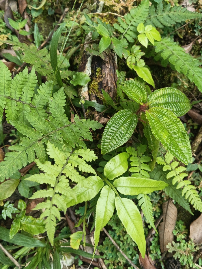 The image presents a close-up, high-angle view of dense green ground cover, located in Tây Ninh, Vietnam. The scene is comprised of various plant species and organic matter. Dominantly, several types of ferns are visible, including multiple pinnately compound fronds ranging in shades from light to dark green. A prominent plant with six oval, deeply textured, dark green leaves, characterized by distinct parallel venation, occupies the central-right portion of the frame; its stems are reddish-brown. Below this, towards the lower center, another plant with smoother, lighter green, elongated leaflets is present. A small, coiled fiddlehead fern is visible in the central-left area. In the upper central background, a segment of decaying wood or a log, partially covered with green moss, is embedded in the foliage. The ground exhibits patches of dark soil and scattered brown, dry leaves. No human subjects, animals, or artificial objects are present.