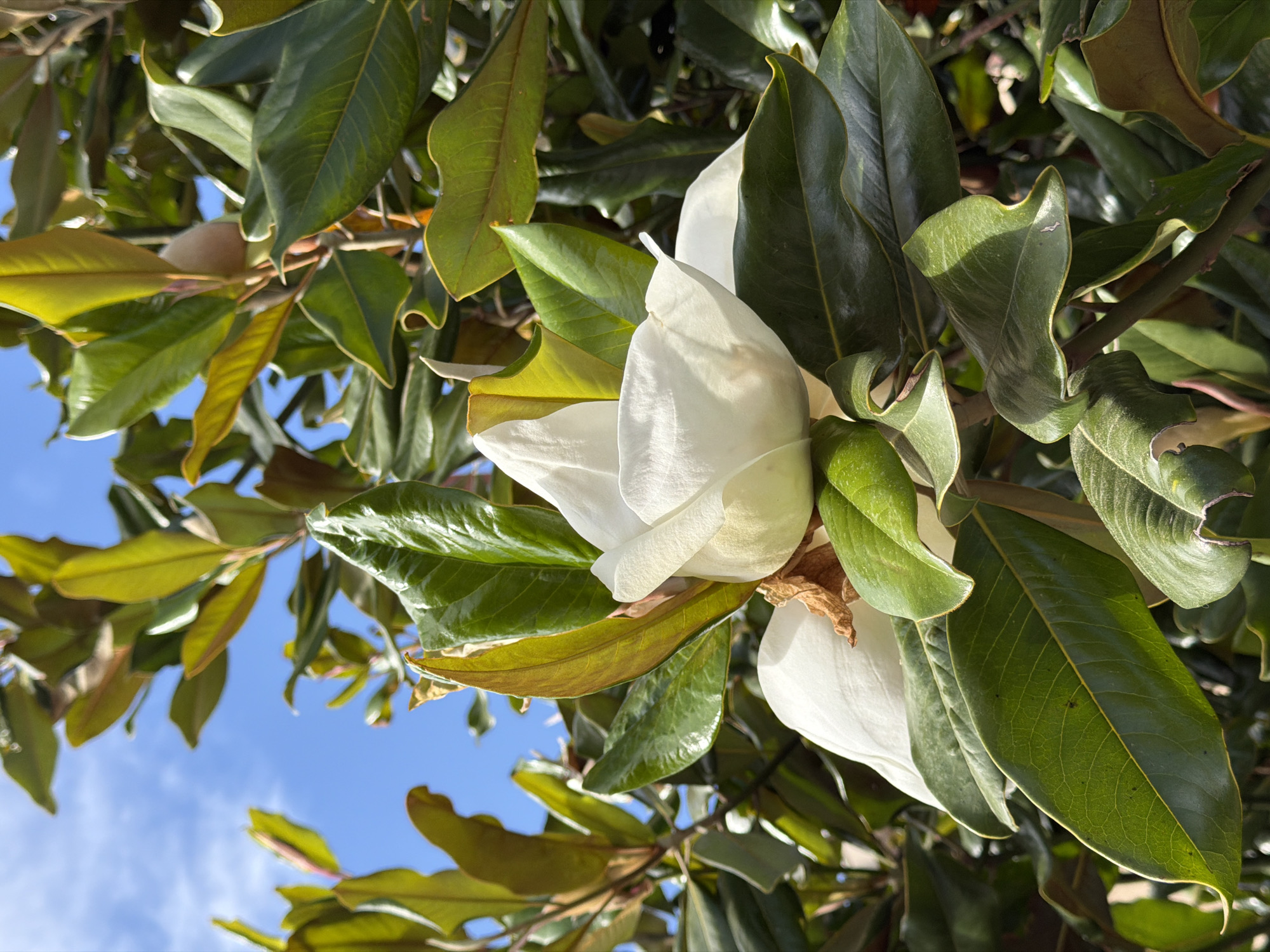 The image shows a close-up of a magnolia tree in partial bloom, with a large white flower bud surrounded by glossy green and yellow-green leaves. The sky is visible in the background, suggesting an outdoor setting. Specific location details related to Budva, Montenegro are not discernible from the image. There are no people visible in the image. The main subjects are the magnolia flower bud and the surrounding foliage. The environment is natural, with the tree being the primary focus.