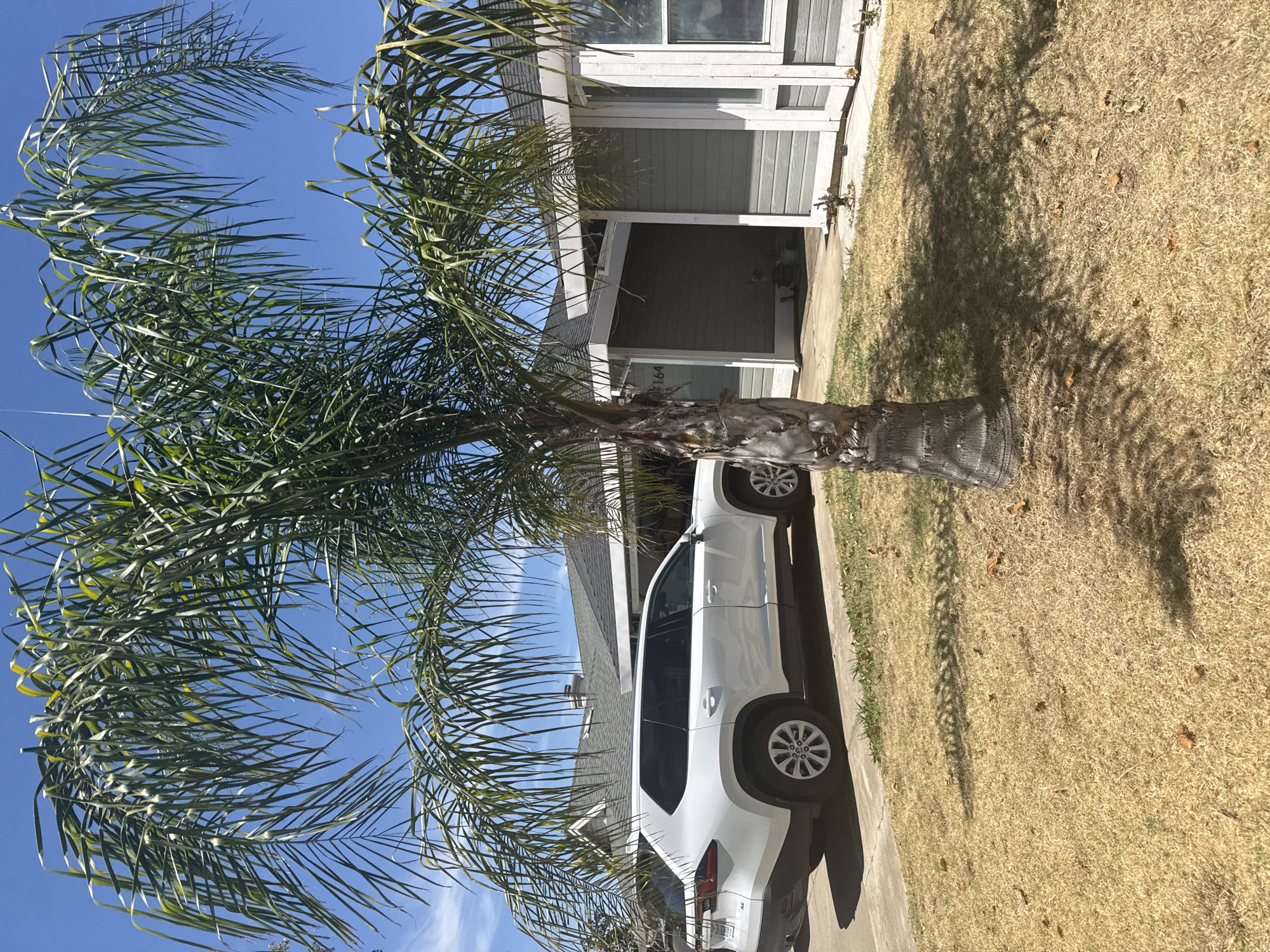 The image depicts a residential scene in Citrus Heights, California. A white SUV is parked on a driveway in front of a light green house with white trim. A palm tree stands in the foreground, casting a shadow on the dry, yellow grass of the lawn. The sky is clear and blue, with a few wispy clouds. The house has a dark gray roof and appears to be a single-story dwelling. The driveway is concrete, and there is a covered carport area to the right of the house. The overall impression is of a sunny, dry day in a suburban neighborhood.