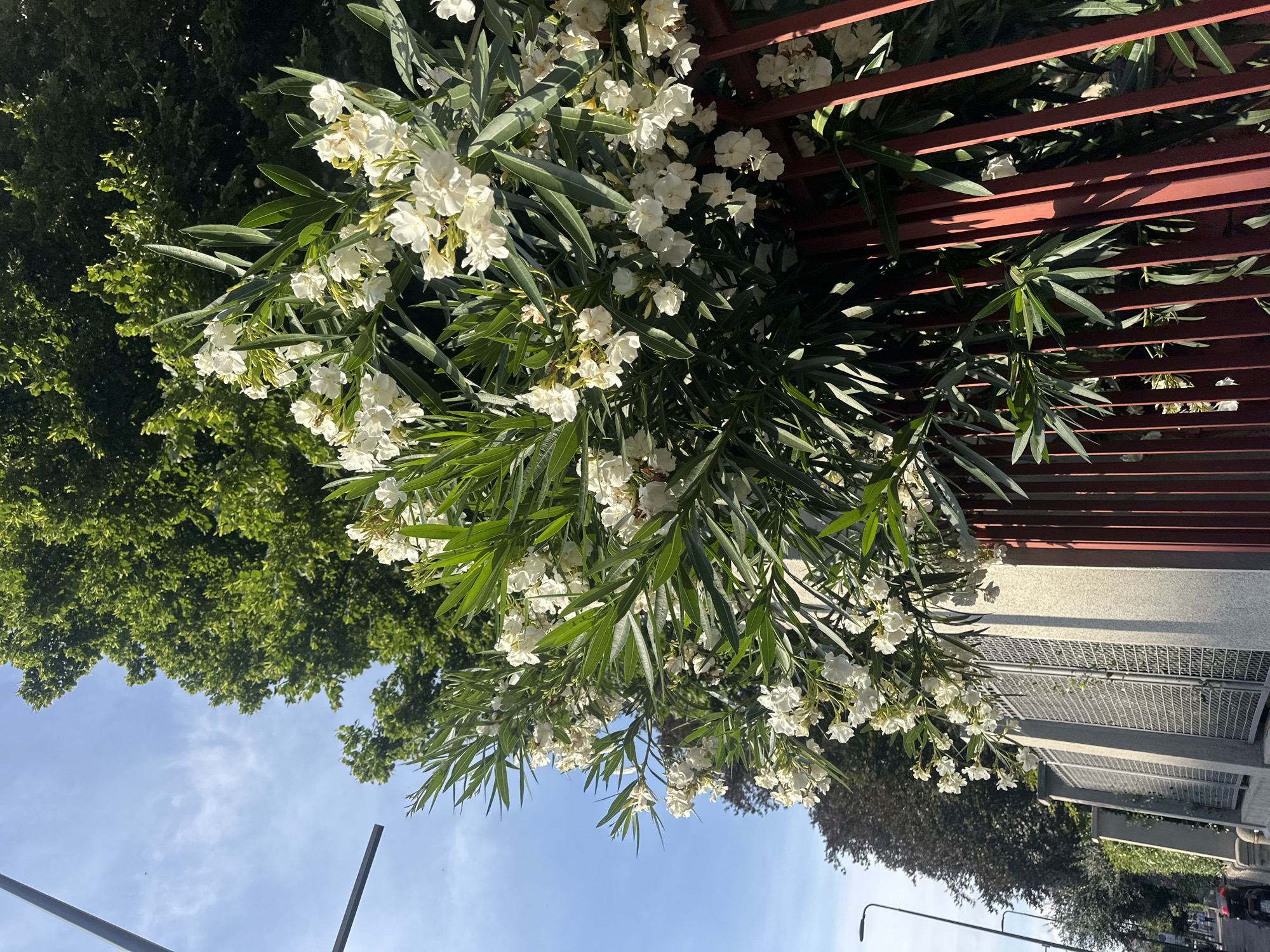 The image captures a sunlit urban street scene in Milan, Italy, dominated by lush vegetation and architectural elements. In the central and foreground, a dense shrub of white-flowered Oleander (*Nerium oleander*) is prominently displayed, its numerous white blossoms and elongated green leaves vigorously growing over and through a red metal fence composed of vertical bars. Strong, direct sunlight casts distinct shadows across the Oleander leaves and the red fence components.
Behind the red fence, a grey concrete wall with sections of metal grid fencing runs horizontally across the midground. To the upper right and center, above the Oleander, a large, mature deciduous tree with vibrant green foliage fills a significant portion of the frame, under a bright blue sky with sparse, wispy white clouds. A metallic utility pole with a horizontal crossbar extends into the upper-left quadrant. Along the street on the left side of the image, a row of darker-leaved trees (possibly ornamental plums or similar species) lines the sidewalk. Two black streetlights are visible ascending along the left edge of the frame.
On the paved sidewalk in the bottom-left corner, the rear wheel and a portion of the red bodywork of a parked scooter or motorcycle are visible. In the distant background on the sidewalk, several indistinct human figures are walking. The scene conveys a bright, warm day in an urban or suburban setting, characteristic of a tree-lined street in a city like Milan.