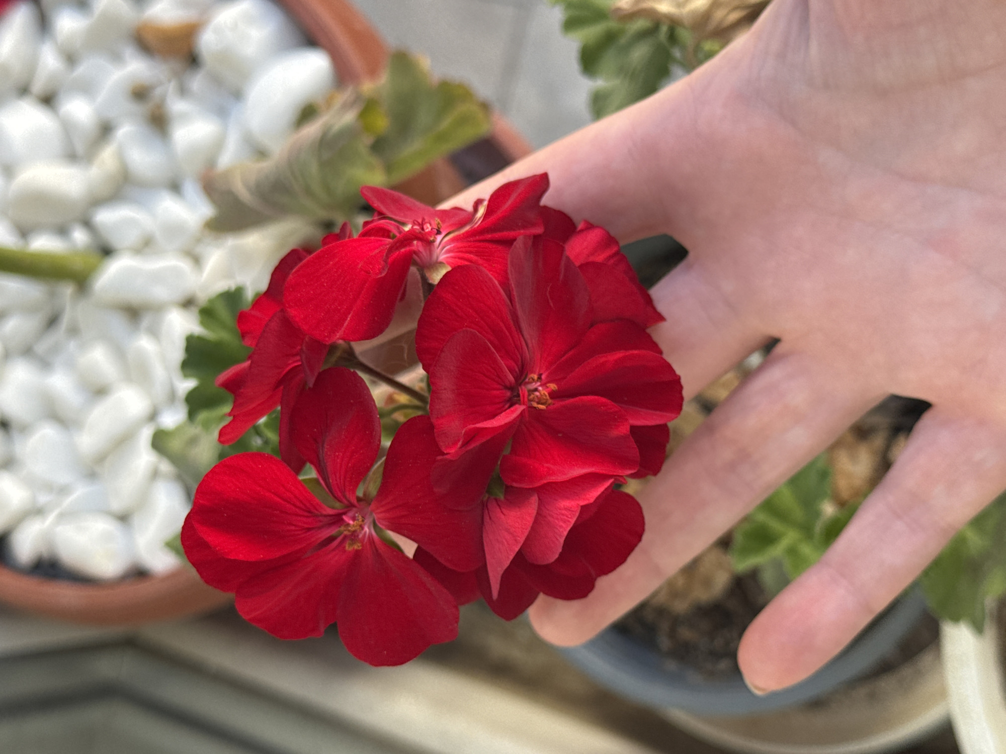 A close-up shot features a cluster of vibrant red geranium flowers held against a person's hand. The flowers are in full bloom, exhibiting a rich, saturated red color and intricate petal arrangement. The hand is pale and slightly blurred, suggesting it is the background element. The flowers are the main subject. The flowers and the hand are positioned over a plant pot. The top left shows a pot filled with white stones.