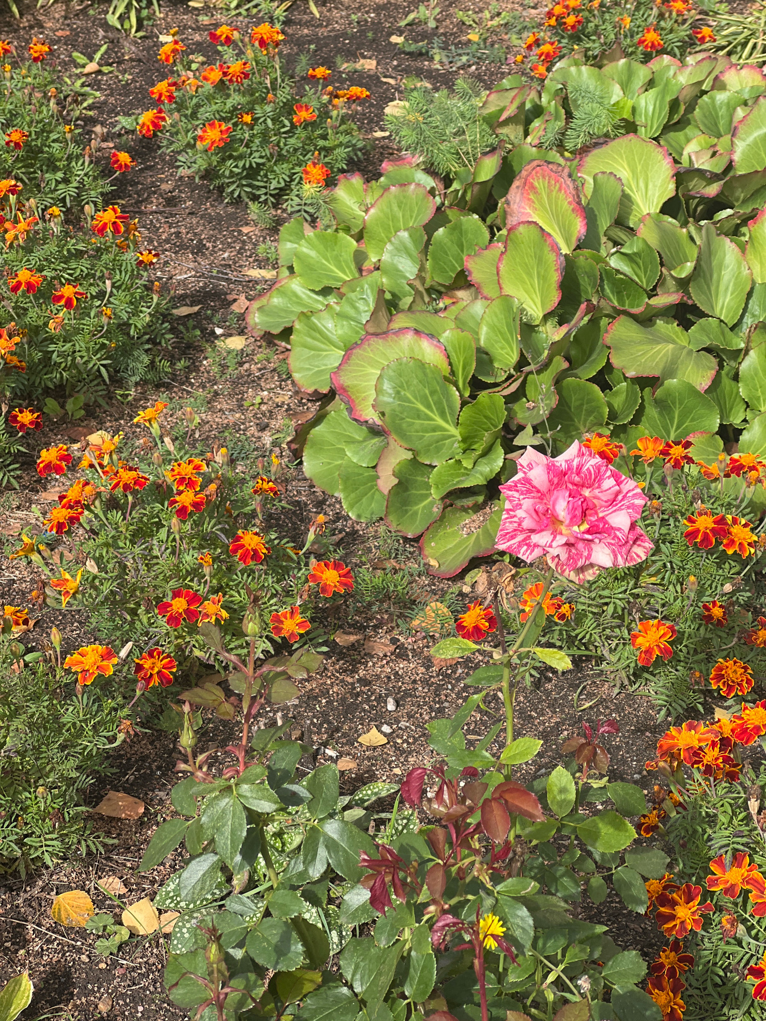 A close-up, high-angle shot captures a vibrant flowerbed in an outdoor garden. The scene is dominated by a variety of blooming flowers and lush foliage. In the center, a pink and white striped rose is in full bloom, its petals delicately unfurling. Surrounding the rose are clusters of small, bright orange and red marigolds, adding splashes of warm color to the composition. Behind the flowers, large, glossy green leaves with reddish-pink edges form a dense backdrop. The ground beneath the plants is composed of dark, rich soil with scattered fallen leaves and small pebbles. The lighting suggests a sunny day, casting subtle shadows and highlighting the textures of the plants.