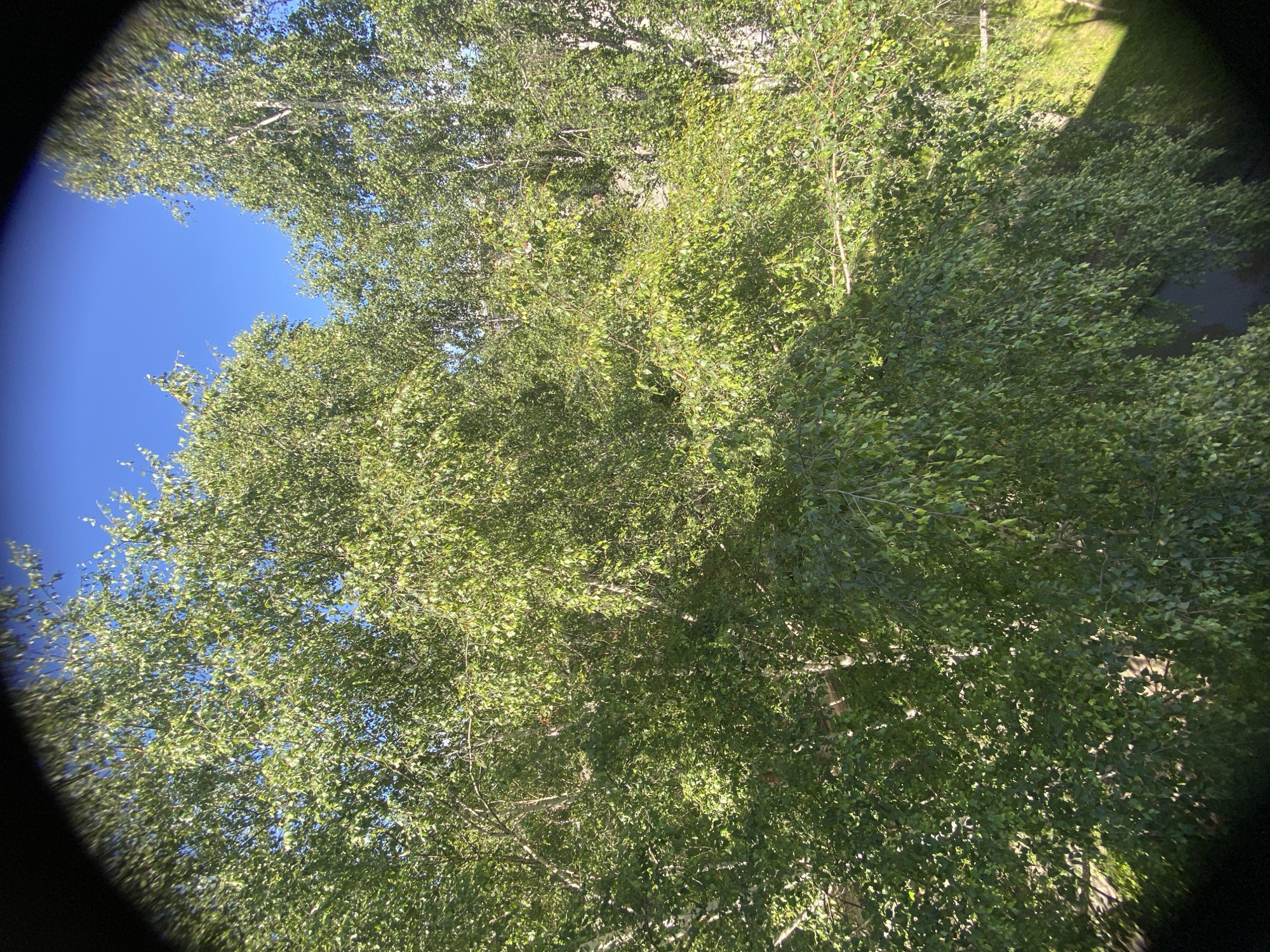 The image shows a view looking up through the branches of several large birch trees. The leaves are a vibrant green, and the sunlight filters through them, creating dappled shadows. The sky is a clear, bright blue. In the background, a white birch tree trunk is visible on the right side of the frame, partially obscured by foliage. The scene appears to be an outdoor environment in a city, likely a park or residential area. No people are visible in the image. The overall impression is one of lush, sunlit greenery under a clear sky.