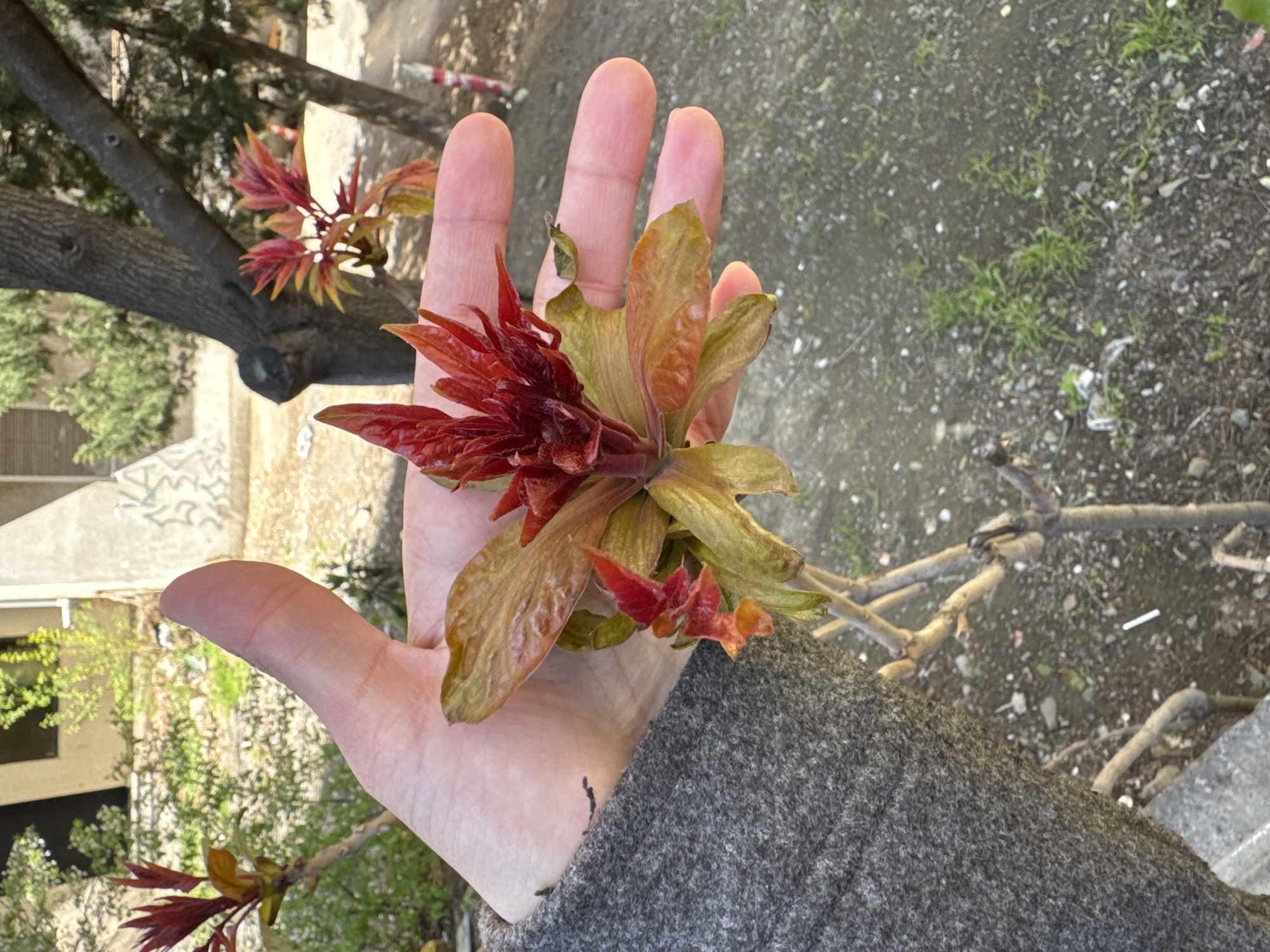 A person's hand holds a sprig of reddish and green leaves, likely pomegranate tree foliage. The person wears a grey wool jacket or coat. The background shows an urban environment, probably Tbilisi, Georgia, evidenced by the type of trees, ground cover, and glimpses of buildings and fences. There are sparse patches of grass in the background ground. A cigarette butt is visible on the ground near branches. More foliage appears on nearby tree branches.