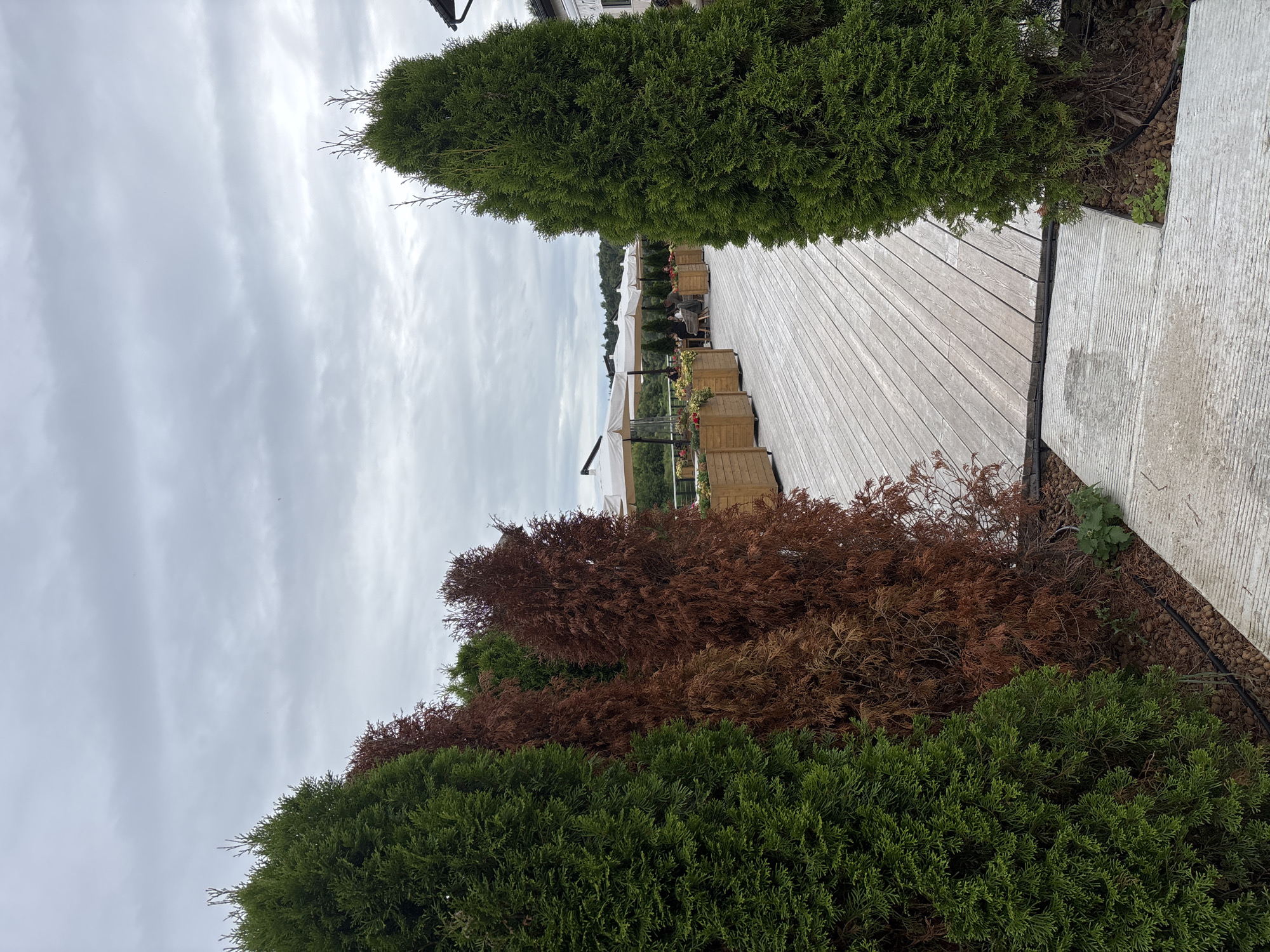 The image depicts an outdoor seating area, likely a cafe or restaurant, with a wooden deck and several umbrella-shaded tables where patrons are seated. The scene is framed by tall evergreen trees, some of which appear to be dead or dried out, with vibrant green counterparts. Wooden planters with flowers are placed along the deck. The sky is overcast, suggesting a cloudy or possibly rainy day. The location is identified as Zvenigorod, Russia.