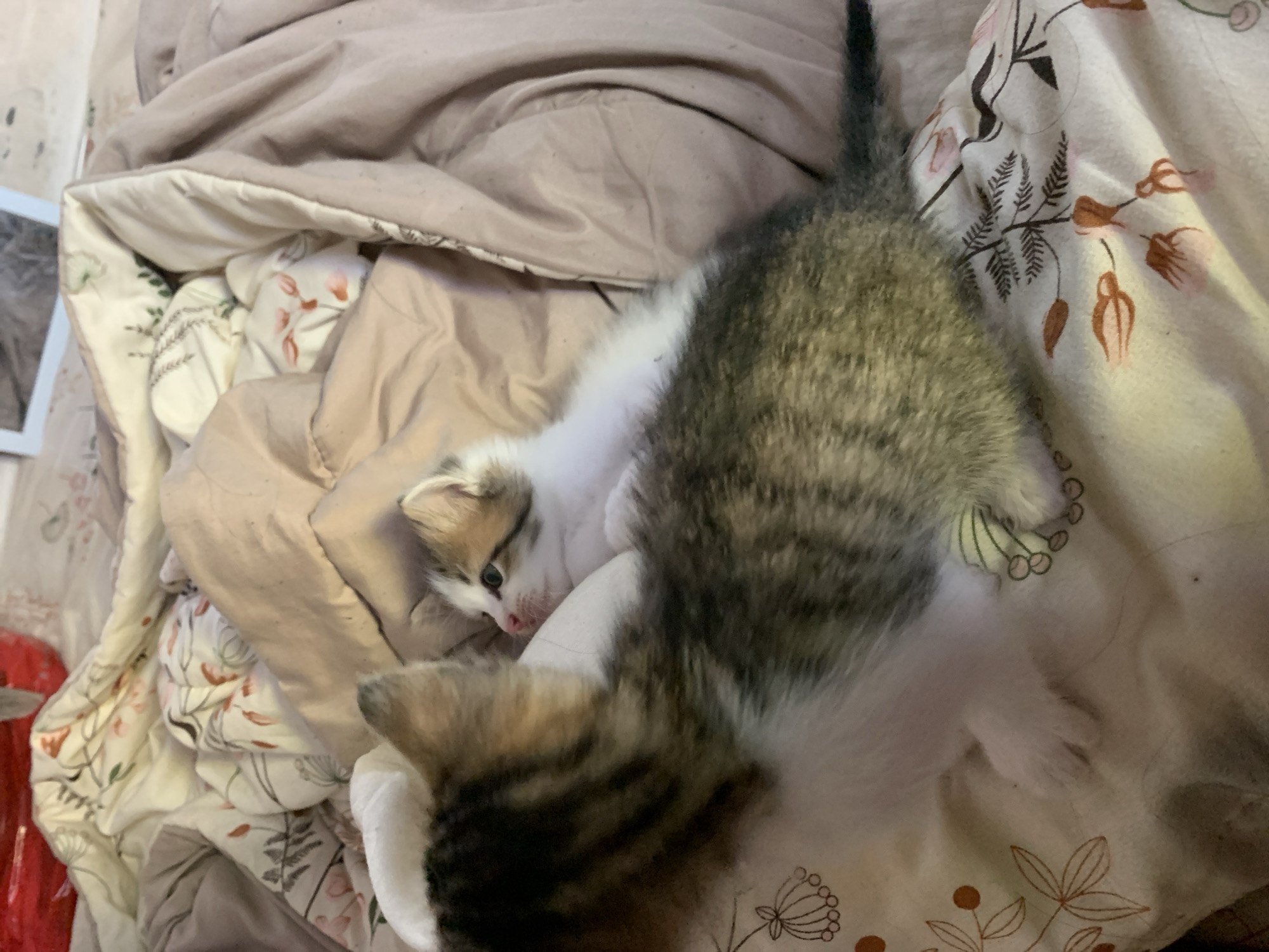 An overhead shot captures two kittens nestled amongst soft bedding in an indoor setting in Tanjungsepreh, Indonesia. The bedding consists of a warm beige or tan solid-colored duvet, with an inner lining featuring a white fabric adorned with delicate floral and foliage patterns in shades of green, brown, and muted pink/orange.
One larger kitten, primarily tabby with grey, black, and brown stripes and white underparts, lies stretched across the frame. Its tail is visible at the top, and its body extends towards the bottom, partially obscured. A smaller kitten, mostly white with distinct calico-like markings of brown and tan on its head and ears, is positioned closer to the center-left. It looks upwards with alert eyes, its pink nose and mouth slightly visible. The kittens appear to be resting comfortably or engaging in gentle interaction within the folds of the blankets.
A small portion of a white frame, possibly a mirror or picture frame, is seen on the far left. A red object is also partially visible in the bottom left corner, covered by the bedding. The soft lighting and cozy arrangement suggest a comfortable, domestic environment. There is no visible text in the image.