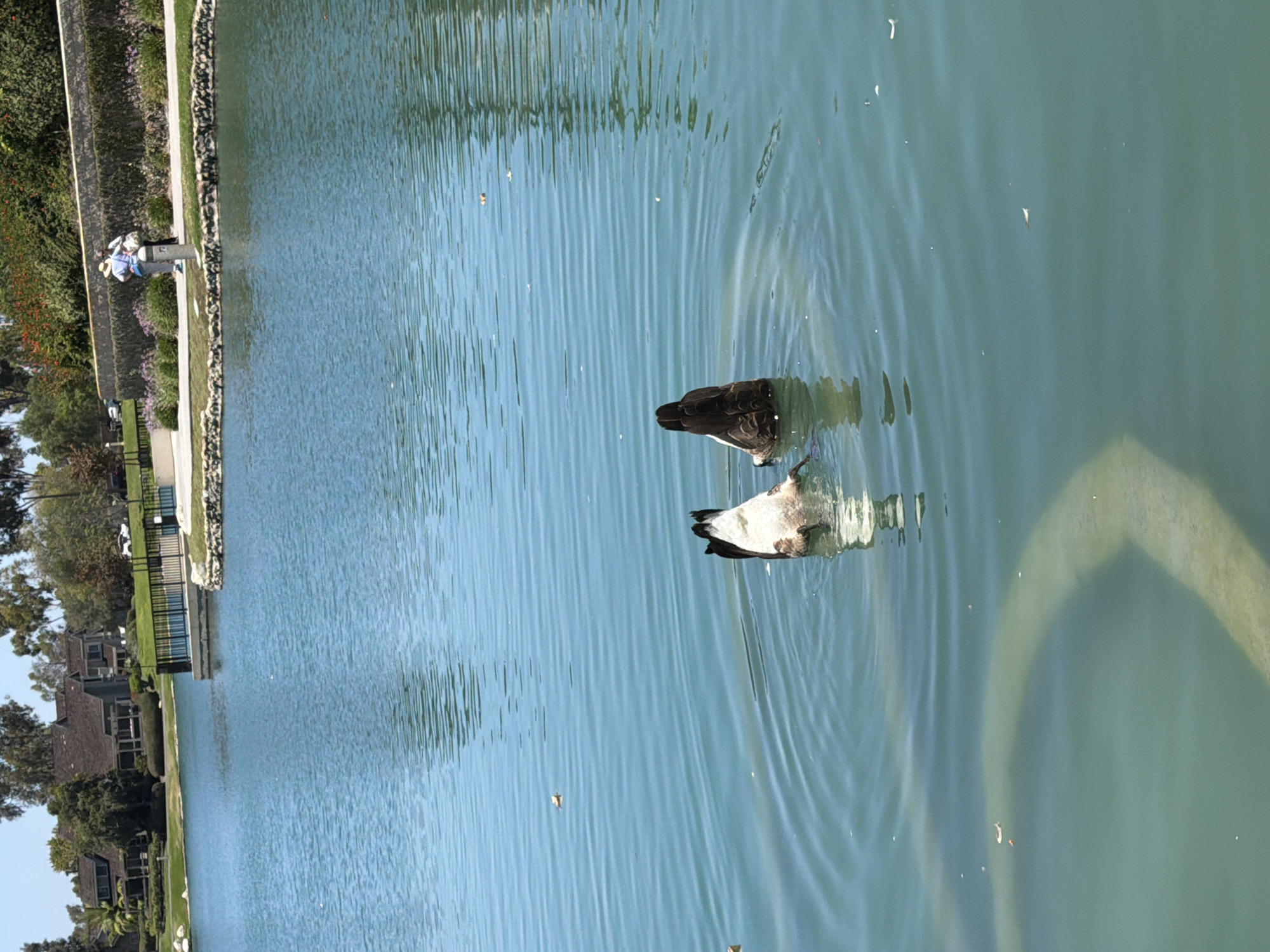 Two geese are submerged in the water of a lake, with their tails and hindquarters visible above the surface. One goose is on the left, and the other is to its right. The lake is calm with gentle ripples. In the background, on the far bank, are houses with dark roofs and lush green trees. A paved path runs along the edge of the lake, and two people are standing on it, facing away from the viewer. The environment appears to be a park or residential area. This scene is consistent with the natural areas around the city of Irvine, California, known for its numerous parks and lakes.