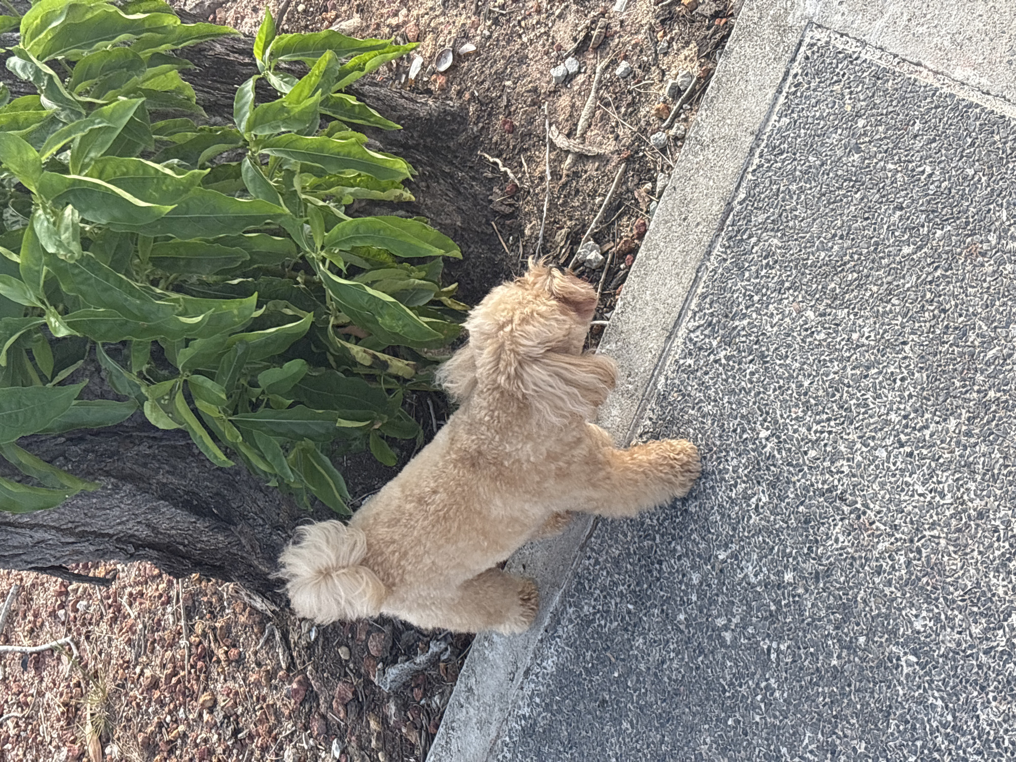 A light brown, fluffy dog, resembling a poodle or bichon frise, is captured in a diagonal, overhead shot outdoors. The dog is positioned with its back to a patch of green foliage and a tree trunk, appearing to stand on its hind legs. Its front paws rest on a gray concrete curb, which borders a textured, dark gray concrete sidewalk or pathway. The area behind the dog, between the foliage and the curb, consists of dry, reddish-brown soil mixed with small stones and debris.
The dog's fur is slightly ruffled, indicating movement or a playful posture. It seems to be attempting to climb onto or look over the concrete path. Bright, natural light illuminates the scene, suggesting it is daytime with clear weather. The foliage is vibrant green, and the tree trunk has a rough, textured bark. No human subjects or visible text are present. The setting appears to be an urban or suburban outdoor area, possibly a street or park edge in Choeng Thale, Thailand.