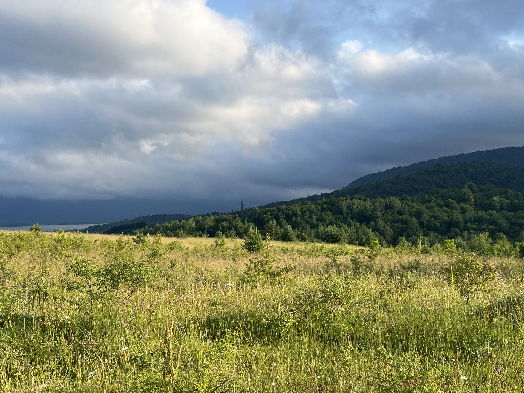 The image depicts a natural landscape, likely in or near Nikortsminda, Georgia, showcasing a grassy meadow in the foreground. The meadow is populated with tall grasses, wildflowers, and some scattered bushes and small trees. In the middle ground, a dense forest covers the sloping side of a mountain. The background reveals a body of water, possibly a lake or the Rioni River, stretching towards the horizon, with a dark, cloudy sky overhead. The lighting suggests either early morning or late afternoon, with shafts of sunlight breaking through the clouds and illuminating parts of the landscape. There are no people or animals visible in the image. The environment is serene and untamed, characteristic of a rural or natural setting.