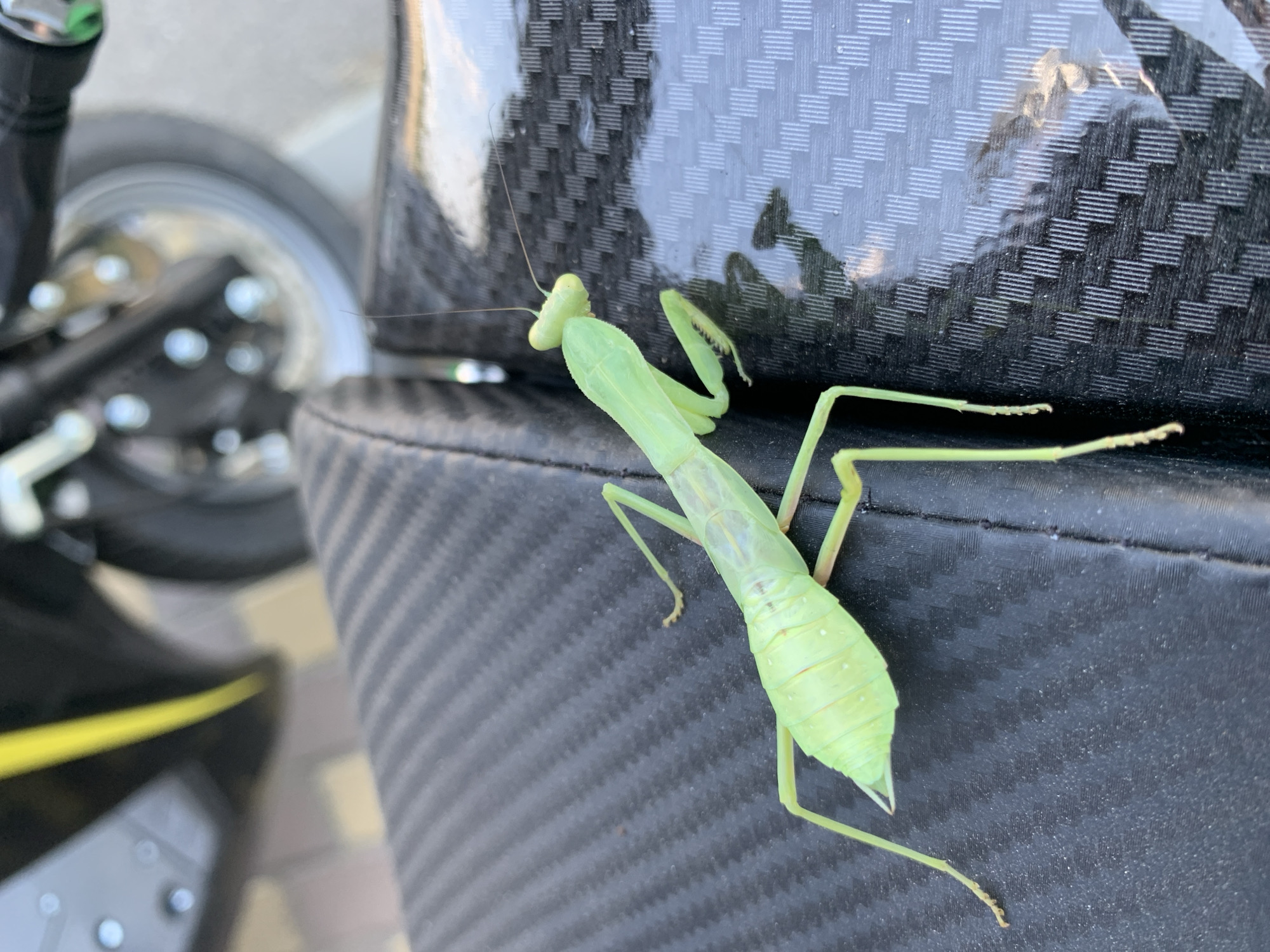 A praying mantis is resting on a textured black surface, possibly a seat. The praying mantis is bright green and appears to be an adult. Its body is elongated, with prominent front legs folded in front of it. The head is triangular with large compound eyes and long antennae. The surface it is on has a woven pattern. In the background, out of focus, is a portion of a vehicle, likely a motorcycle or scooter, with a silver wheel and a black body with a yellow stripe. The setting appears to be outdoors, possibly in a city, given the paved ground visible in the blurred background. The image does not contain any specific landmarks or features that would allow for identification of its precise location within Kropotkin, Russia. The scene depicts a common insect in an urban or semi-urban environment.