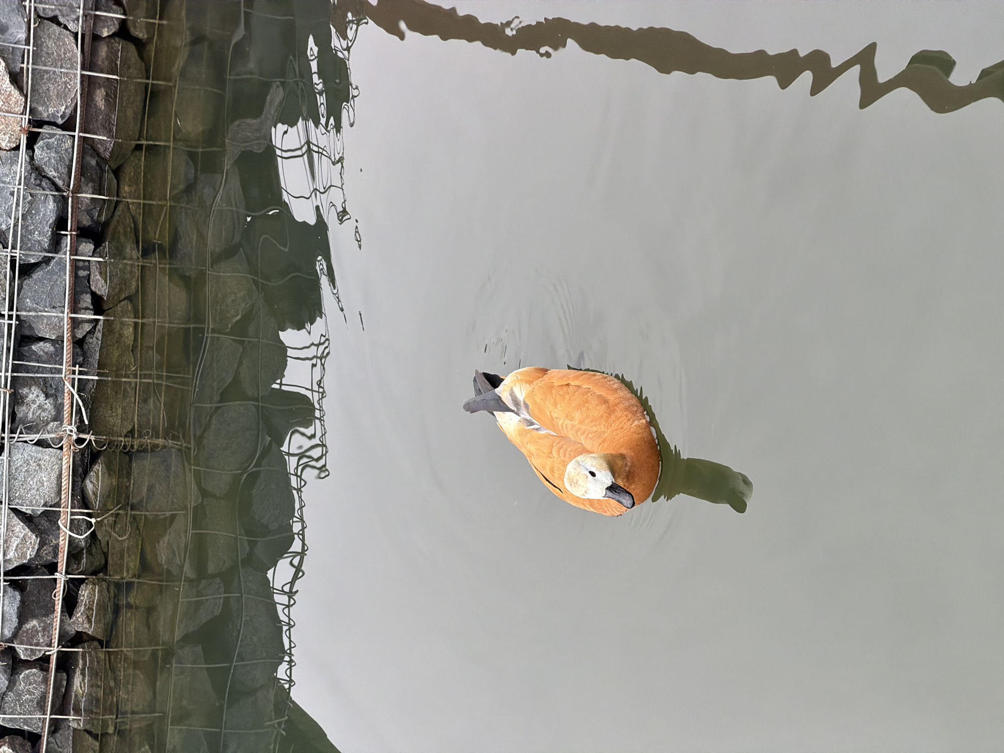 A top-down shot depicts an orange and white duck swimming in a body of water. The water is calm with subtle ripples. Along the left edge of the frame, a stone wall enclosed in a wire mesh is visible. Reflections are visible in the water. Based on the image style and location elements, it is plausible that this image was taken in Moscow, Russia, as it shares similarities with images taken in parks with ponds featuring ducks and stone embankments common in the city.