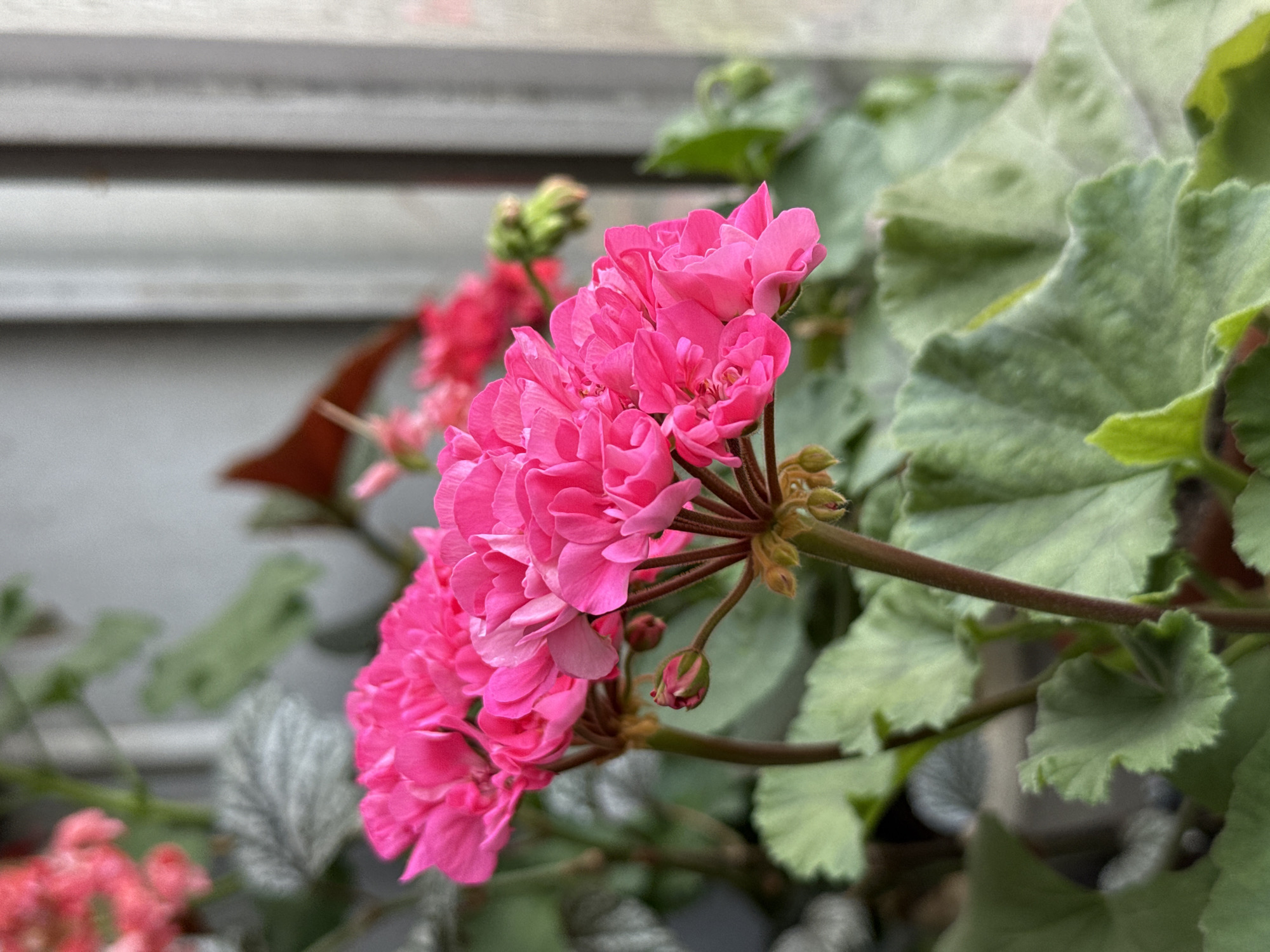 The image presents a close-up, shallow depth-of-field photograph of vibrant pink flowers, likely geraniums, thriving in an outdoor setting in Pleven, Bulgaria. The main subject is a prominent cluster of fully bloomed, fuchsia-colored flowers positioned slightly to the left of the frame's center. These flowers display numerous delicate petals and are supported by green stems, with several unopened buds visible, indicating ongoing growth.
Surrounding the main floral cluster, various green leaves are present. To the right and behind the central flowers, large, textured, light green leaves with ruffled edges are visible, blurred softly into the background. Further into the background, other foliage appears, including some with a silvery or grey-green hue, suggesting different plant varieties. In the foreground and to the lower left, more out-of-focus pink flowers and green leaves can be discerned, hinting at a larger plant or garden bed.
The background consists of a highly blurred, light-grey structure with distinct horizontal lines, possibly the siding of a building or a wooden fence. The overall lighting suggests daytime conditions, though the exact time and weather are not discernible from the image. There are no people, objects of human creation (apart from the implied structure), or visible text in the photograph. The focus is entirely on the natural beauty of the flowering plant, highlighting its color and form. No specific activity or event is taking place; it is a static capture of nature.