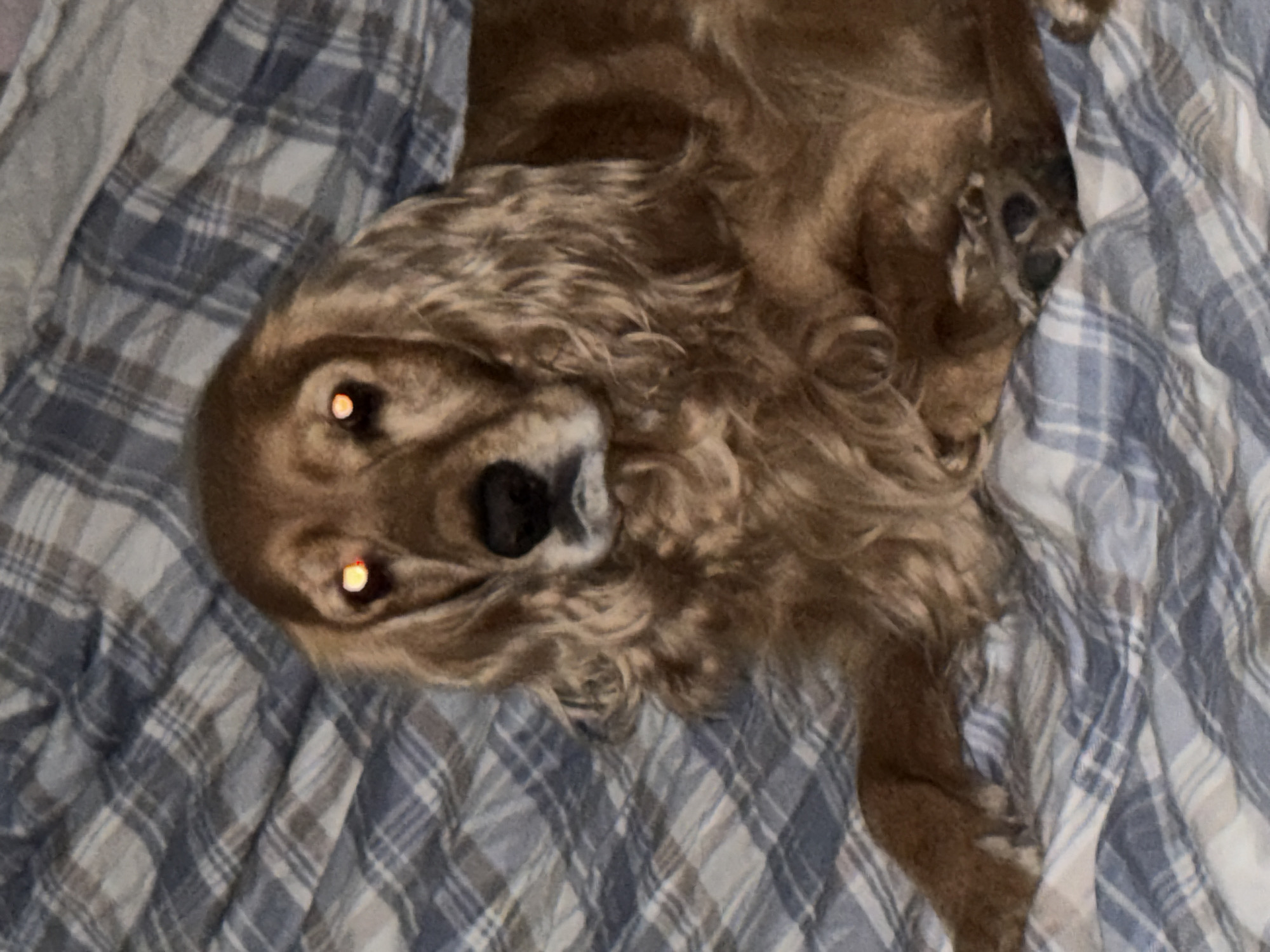 An indoor, medium-shot, eye-level, portrait-oriented photograph captures a medium-sized dog with long, wavy, light brown fur and floppy ears resting on a blue and white plaid blanket. The dog's eyes glow red due to the flash, and its nose is black. The dog's head is tilted slightly to its right, and its mouth is closed. The blanket is wrinkled and appears to be on a bed. The lighting is dim, contributing to the red-eye effect. The dog is the sole subject of the image.