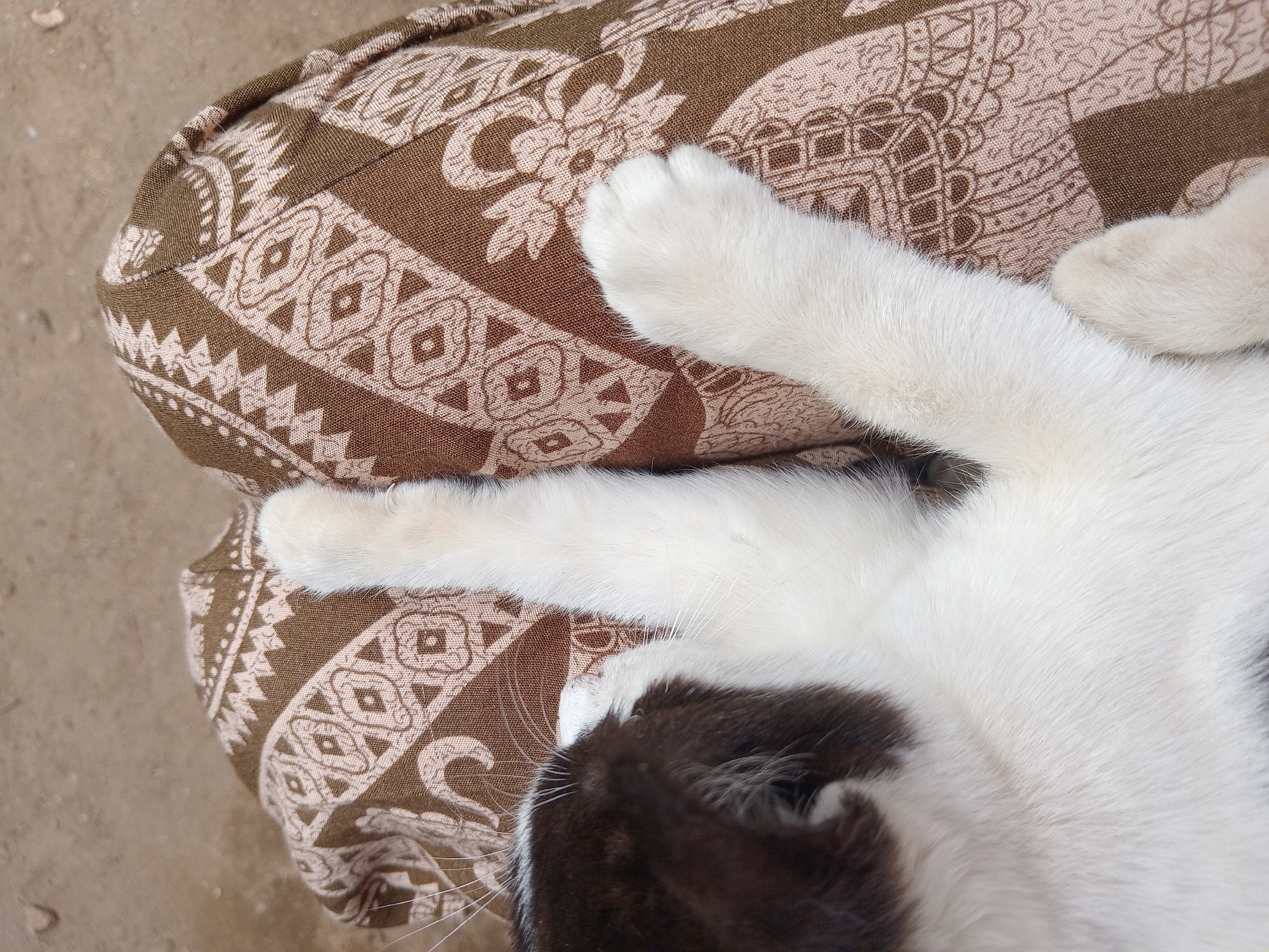 A black and white cat is resting on a patterned fabric, likely on the lap of its owner, in Claket, Indonesia. The cat's head is visible in the upper left, with its black fur contrasting with its white chest and paws. Its front paws are extended, resting on the fabric which has a brown and beige ethnic pattern. The background appears to be a sandy or dirt surface, suggesting an outdoor or semi-outdoor setting in a residential area of Claket.