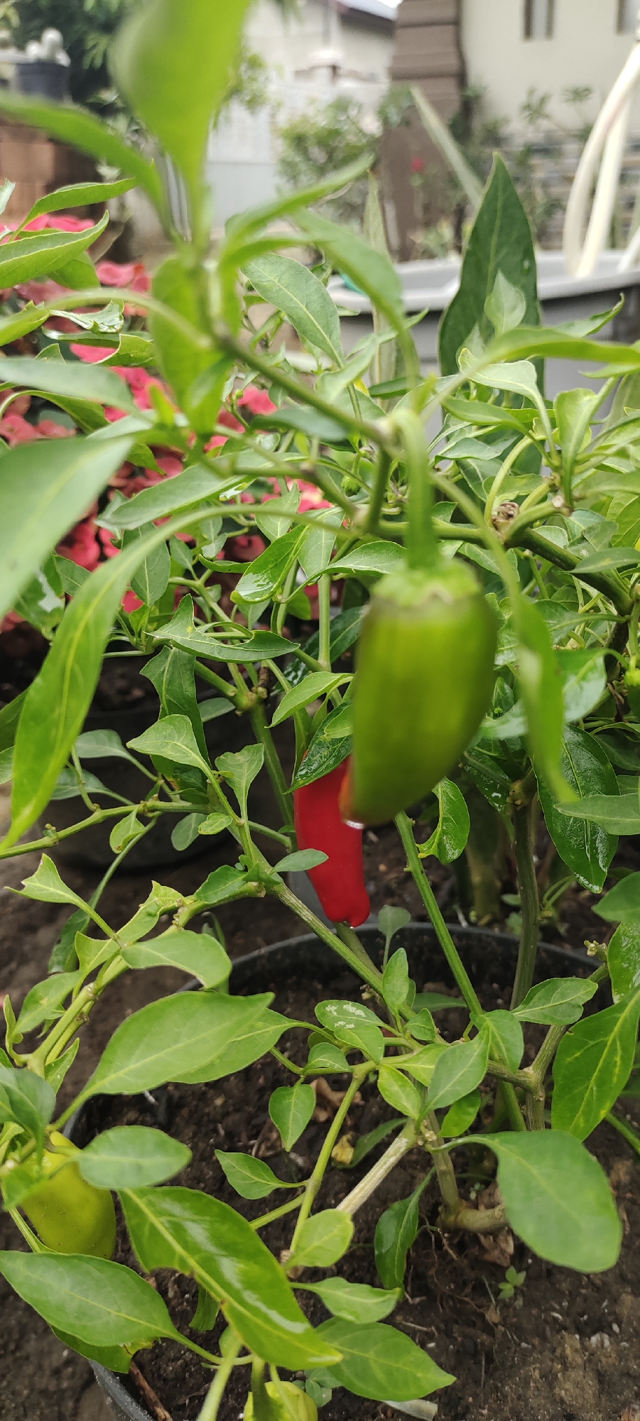 A close-up, vertical shot captures a chili pepper plant growing in a pot. The plant has vibrant green leaves, some of which appear slightly wet, suggesting recent watering. Prominently featured are several chili peppers in different stages of ripeness: one is a bright green, while another is a striking red. The background is blurred, showing hints of a residential area with a white building and some vegetation. The scene is likely set outdoors in a garden or yard in Lhokseumawe, Indonesia, given the tropical foliage and architectural style visible.
