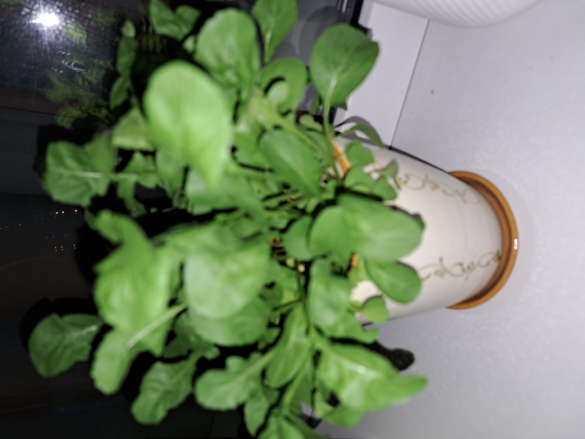 The image shows a potted plant with green leaves, sitting on a white surface. The pot is ceramic and has a decorative pattern. A saucer is visible beneath the pot. The background is dark, with some reflections suggesting a window. The scene appears to be indoors, possibly on a windowsill. There is no discernible information about the city of Irkutsk, Russia, in the image.
