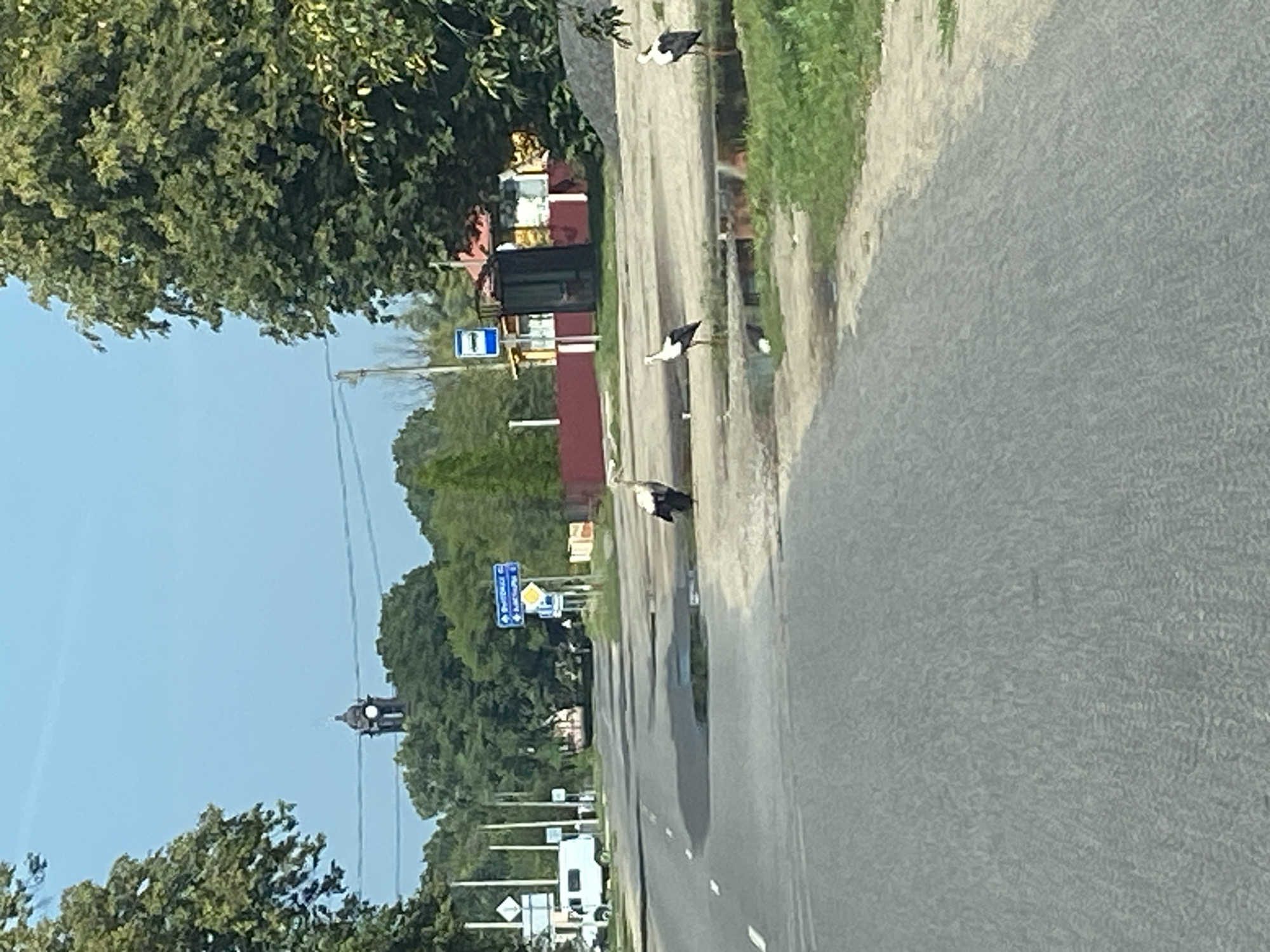 A rural road in Воўчынскі сельскі Савет, Belarus, features three storks standing in shallow puddles near the roadside. One stork is positioned to the left, another in the center, and a third to the right. The road surface appears wet and somewhat reflective. In the background, a white van is parked on the left side of the road, and beyond that, trees line the horizon. A clock tower is visible in the distance above the trees. A bus stop shelter with a blue and white sign is located on the right side of the road, adjacent to a red-and-yellow building. The sky is clear and blue.