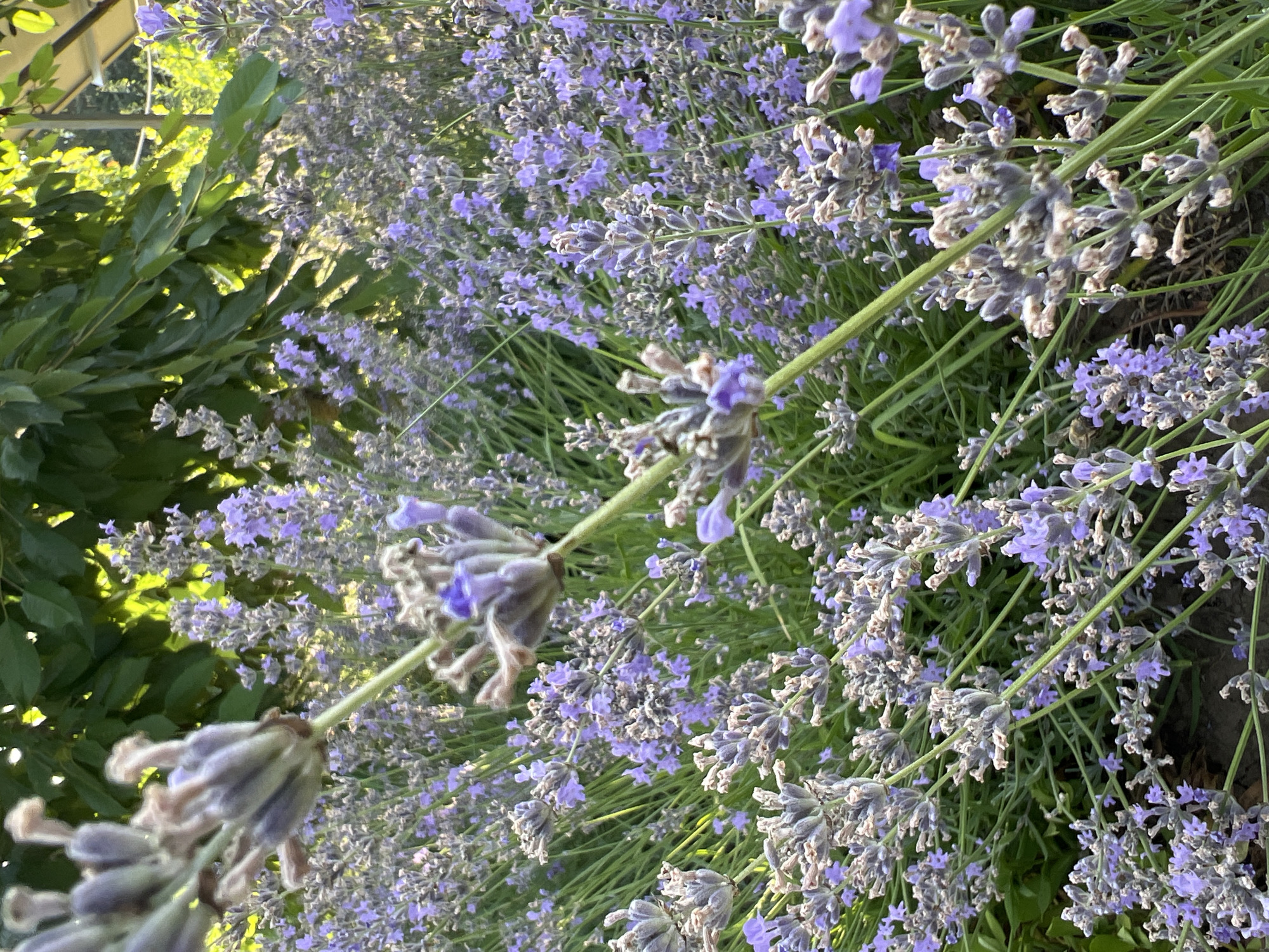 The image captures a close-up view of lavender plants in bloom, with several stalks of purple flowers and green foliage dominating the frame. The lighting suggests it is either early morning or late afternoon, with soft sunlight filtering through the leaves of an unseen tree in the background. The background also shows hints of a garden setting, with some areas of shadow and dappled light. There are no people or animals visible in the image. The scene is serene and natural, focusing entirely on the textures and colors of the lavender. The specific location in the city of Cahul, Moldova, cannot be determined from the visual information provided in the image.