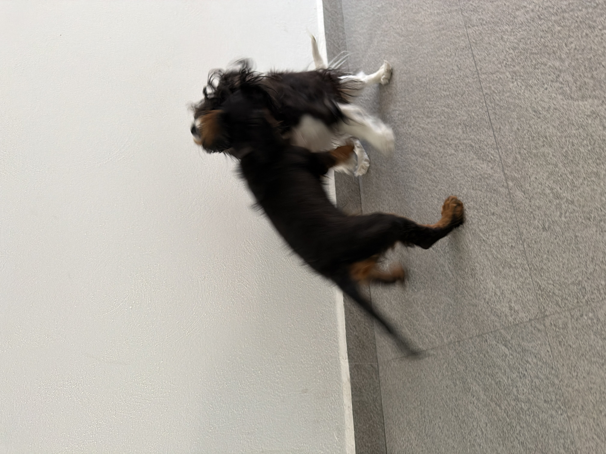 The image depicts two dogs, one a black and tan dachshund mix and the other a black and white spaniel, playing indoors. They are in mid-motion, with the dachshund in the foreground appearing to leap. The background consists of two walls meeting at a corner; one wall is white, and the other is gray with a slightly textured surface. The scene is blurred, indicating movement during the photograph's capture. The location and city of Puebla, Mexico are not discernible from the image.