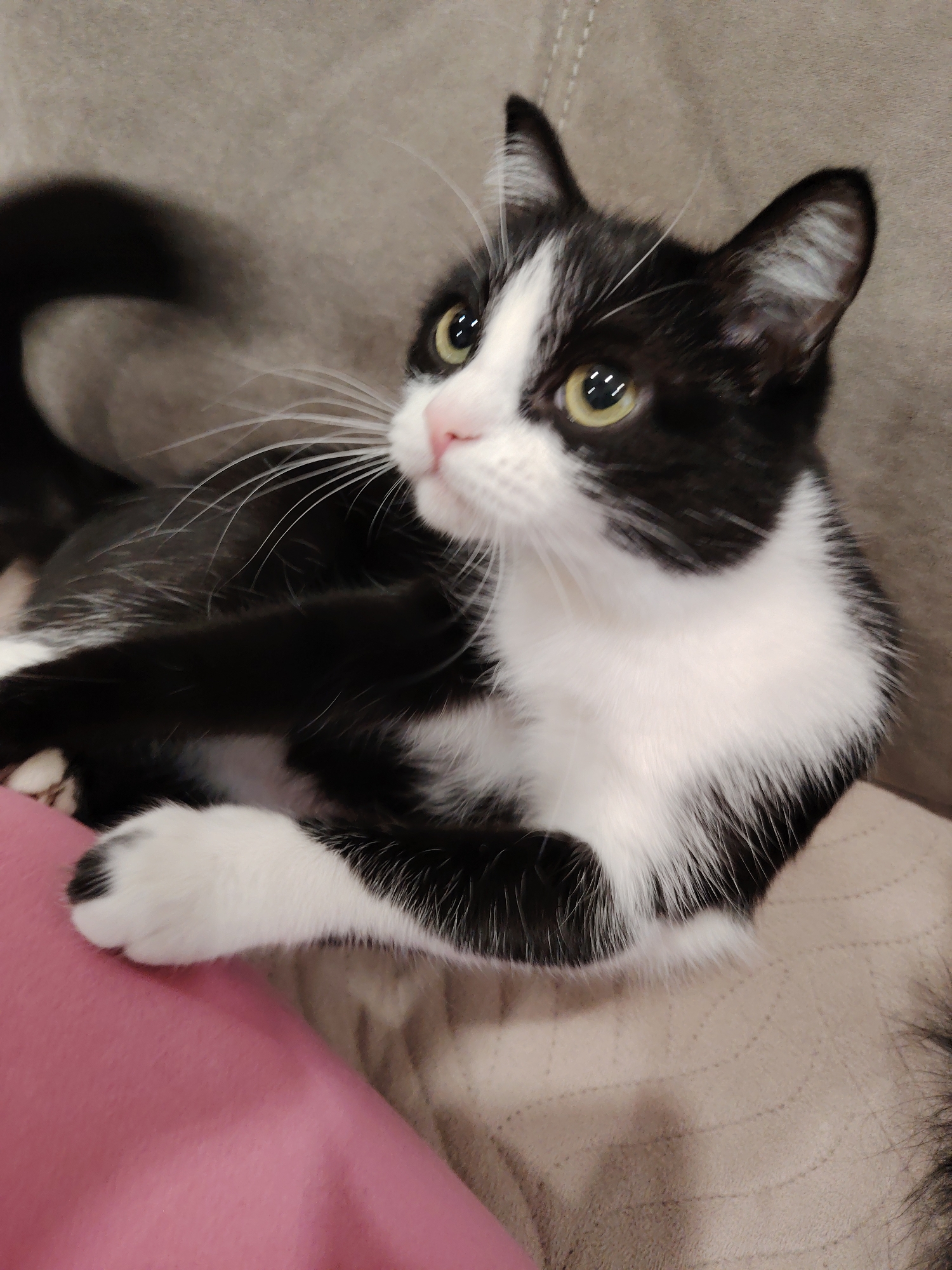 A black and white cat is lying on a light brown patterned surface, with a pink object visible on the left side of the frame. The cat is looking upwards and to the left, with its white whiskers prominently displayed. The cat's coat is predominantly black, with white patches on its face, chest, and paws. The cat's eyes are a pale yellow. The background is a solid, light brown color. Location: Unknown, Unknown.