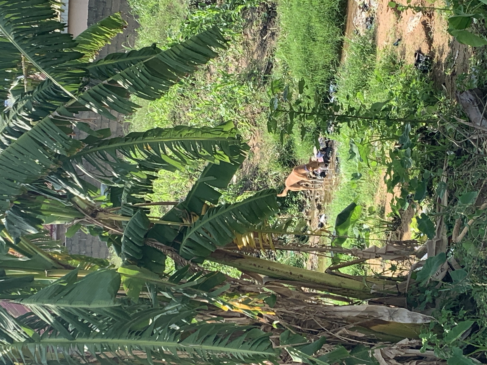 A tan dog with a purple collar is drinking from a shallow, murky stream. The stream bed is littered with trash, including plastic bags and clothing. The dog is positioned in the lower right quadrant of the image, facing left. The surrounding environment is lush and overgrown with vegetation, including large banana leaves in the foreground and a grassy slope in the background. A brick wall and part of a building are visible in the upper right background. The scene appears to be outdoors in a rural or semi-rural area.