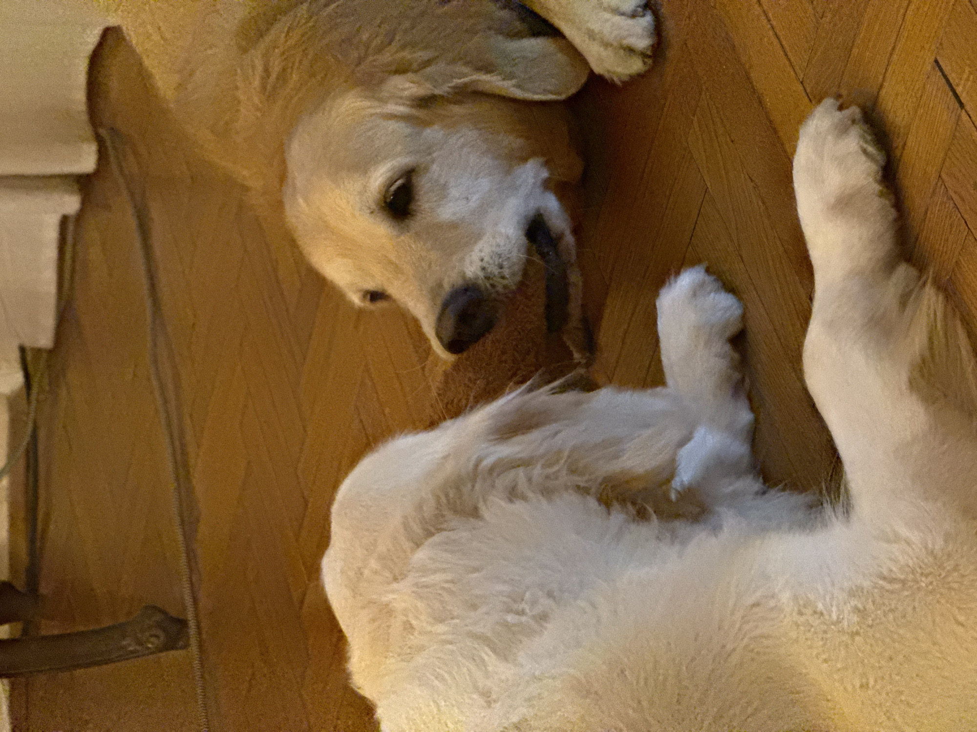 A light-colored Golden Retriever dog lies on its back on a hardwood floor. The dog's head is turned towards the viewer, and its mouth is partially open, possibly chewing on something. The dog's paws are visible in the bottom right corner of the frame. Part of a white object, potentially furniture, can be seen in the upper left corner. The image suggests an interior setting. Location cannot be determined from visual information.
