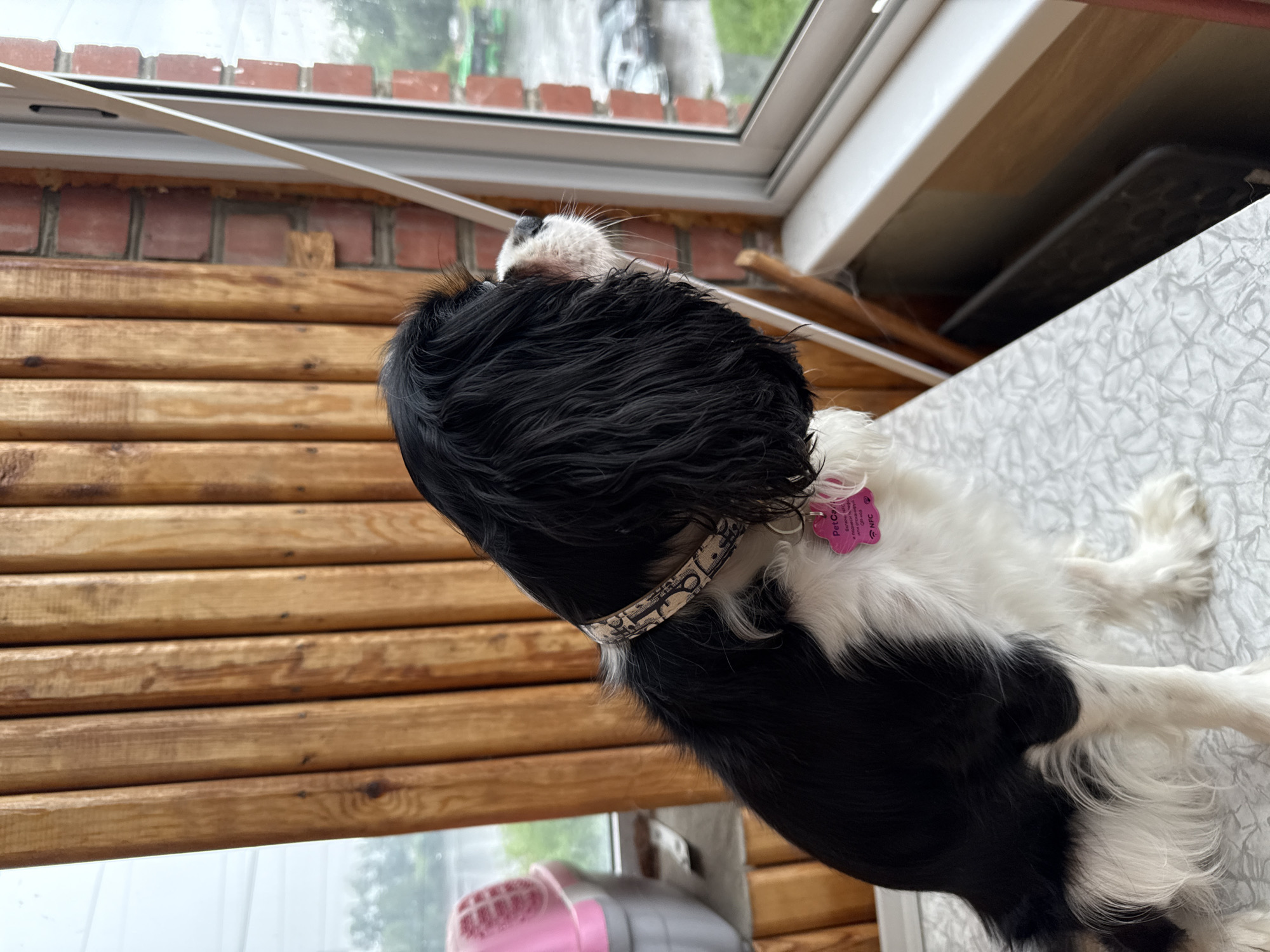 A black and white Cavalier King Charles Spaniel dog is sitting on a textured white surface, looking out a window. The dog is wearing a patterned collar and a pink tag. The background consists of vertical wooden planks, a brick wall, and a window showing an overcast sky, parked cars, and a green bus. A pink pet carrier is partially visible on the left. The scene is indoors, likely in a residential setting, possibly on a balcony or near a window. The presence of a pet carrier and the view outside suggest a home environment in Yekaterinburg, Russia, where it appears to be raining.