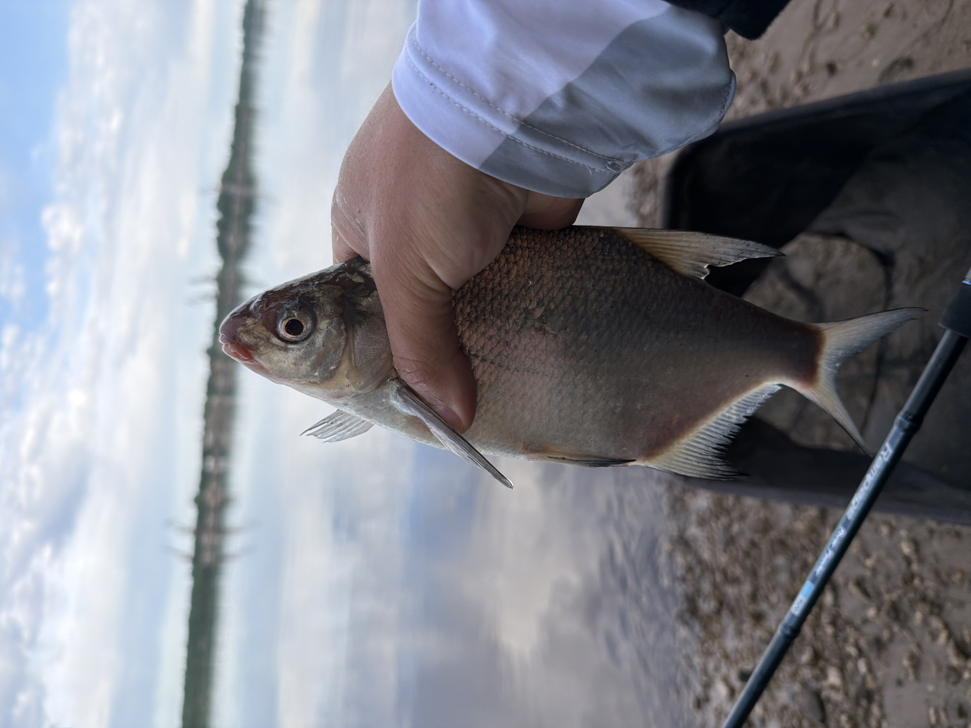 A person is holding a silver-colored fish. The person is wearing a white and grey long-sleeved shirt. The background appears to be a body of water with a shoreline and trees in the distance. A fishing rod is visible in the lower right corner. The location is Chaikovsky, Russia.