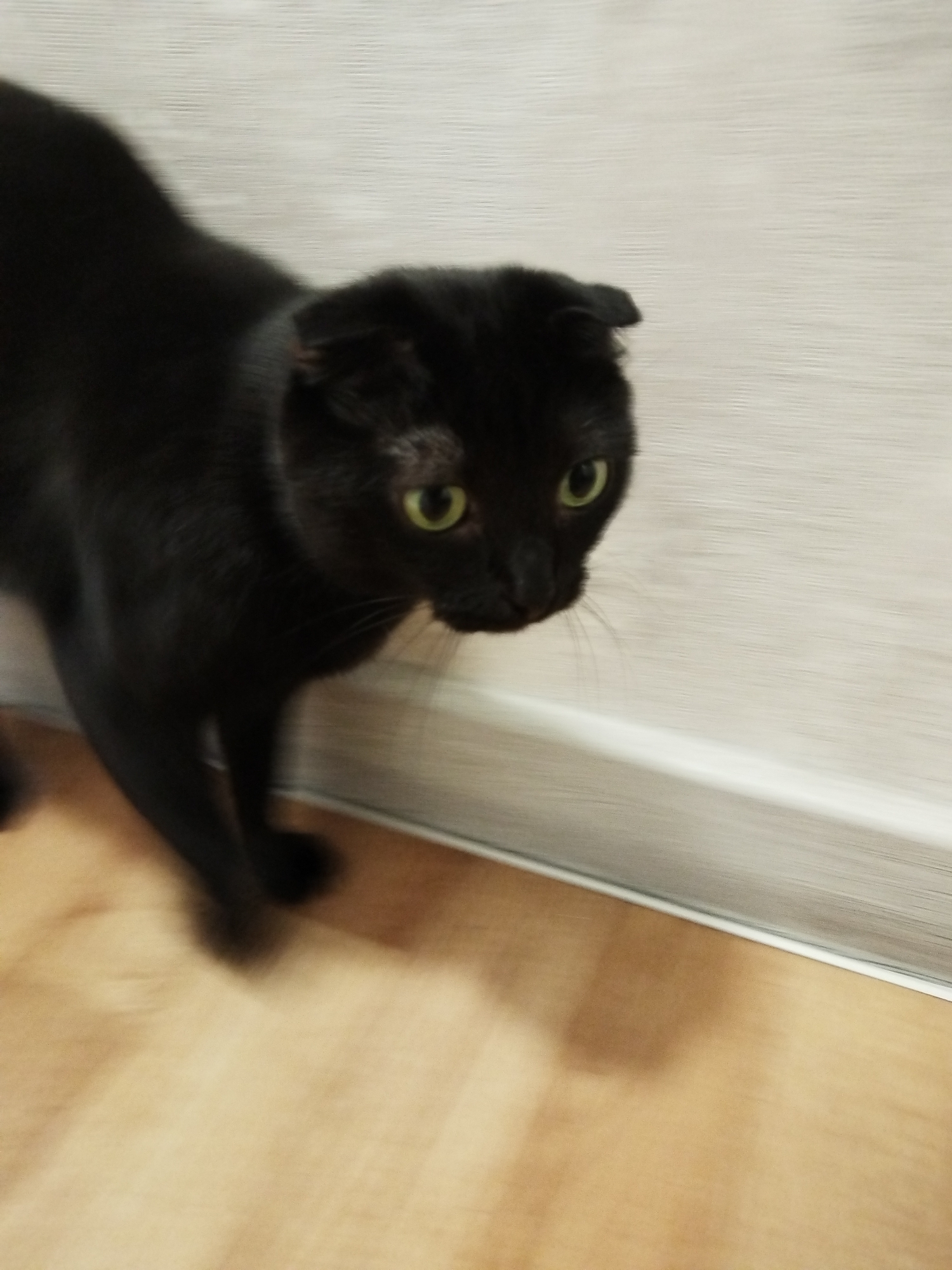 A black cat with green eyes and folded ears is captured in motion, its body blurred due to movement. The cat is walking on a wooden floor next to a light-colored wall with a horizontal ribbed texture. A white baseboard separates the floor and wall. The overall scene appears to be indoors. There is no information to determine the location in Roschinskiy, Russia.