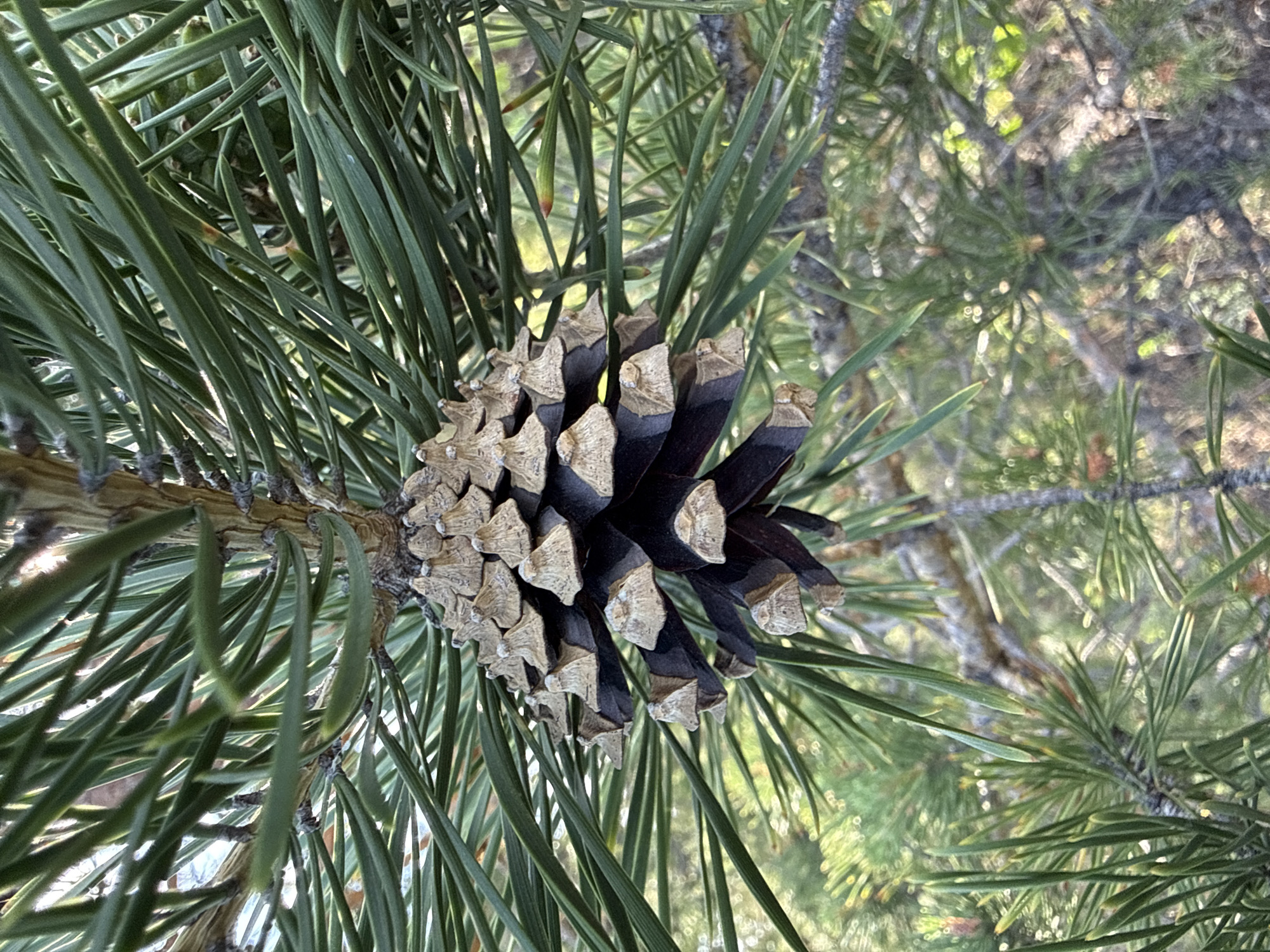 This close-up, vertically oriented image captures a mature pine cone nestled among the long, green needles of a pine tree. The pine cone, the central subject, features a dark brown to black body with distinct light tan or beige tips on its scales, indicating its ripeness. It is attached to a branch, partially visible on the left, from which clusters of vibrant green pine needles extend.
The needles are slender and elongated, forming a dense, textured frame around the cone. Some needles exhibit bright highlights from sunlight, suggesting clear, bright daytime weather. A few needles show minor reddish-brown tips or discoloration. The background is softly blurred (bokeh effect), revealing indistinct green foliage and brown tree branches, which imply a natural setting like a forest or wooded area.
No specific activity is taking place, and no human subjects are present. The image focuses entirely on the natural elements of the pine tree. There is no visible text. The photograph emphasizes the intricate details and textures of the pine cone and needles, creating a serene and natural scene.