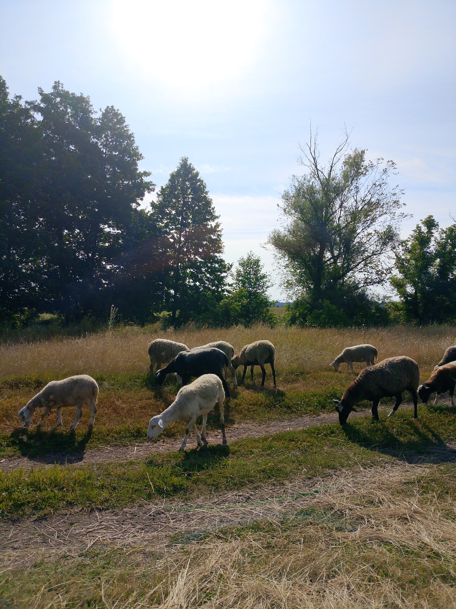 In an outdoor, rural setting, a flock of sheep grazes in a field of dry grass and sparse green vegetation under a bright, hazy sky. A dirt path cuts diagonally across the foreground. Several mature trees, some with full green foliage and others bare, form a dense line in the middle ground, their dark silhouettes contrasting with the bright sky. A few smaller trees and bushes are scattered throughout the landscape. The sun is high in the sky, casting a diffused light and creating subtle shadows. The sheep, varying in color from white to black, are spread out across the field, each focused on eating.