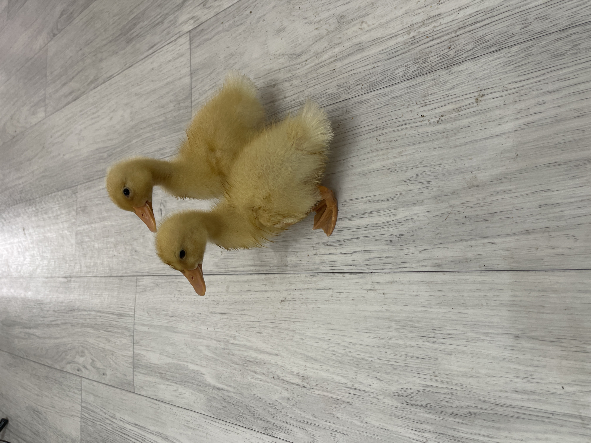 Two yellow ducklings are standing on a light-colored wooden floor. The duckling in the foreground is facing to the left, with its head slightly turned towards the camera. The second duckling is behind and to the right of the first, facing forward. The floorboards are oriented diagonally from the bottom left to the top right of the image. There is no indication of the city of Bishkek, Kyrgyzstan.